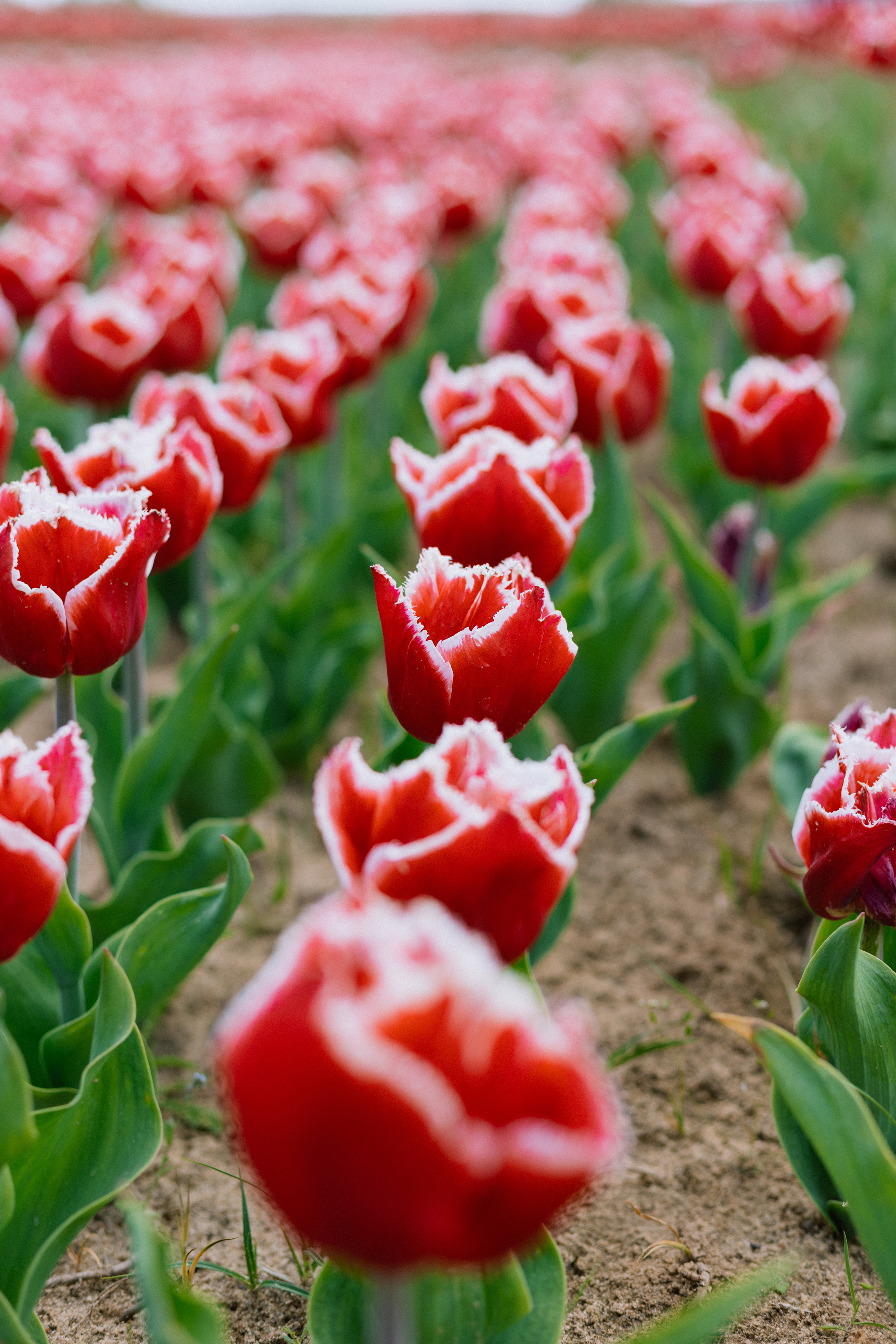 Dobropark. Misha Zaitsev