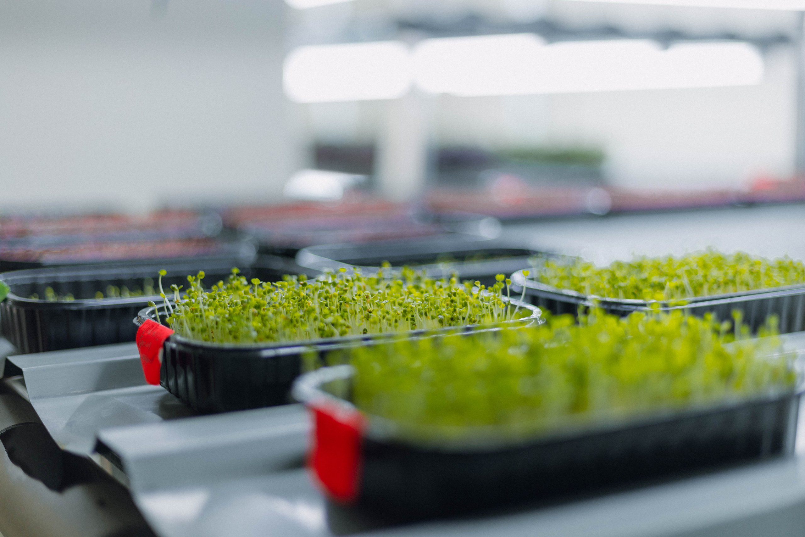 Micro Love. Misha Zaitsev