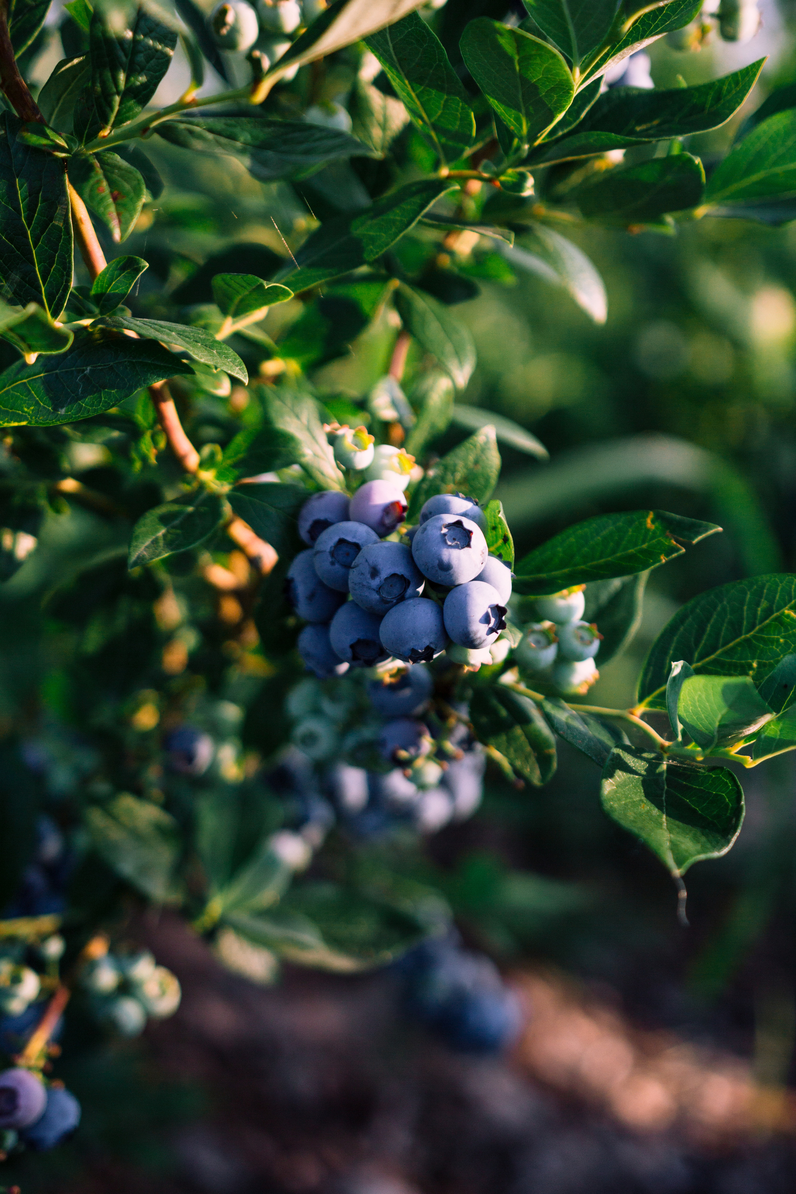 Blueberry. Misha Zaitsev