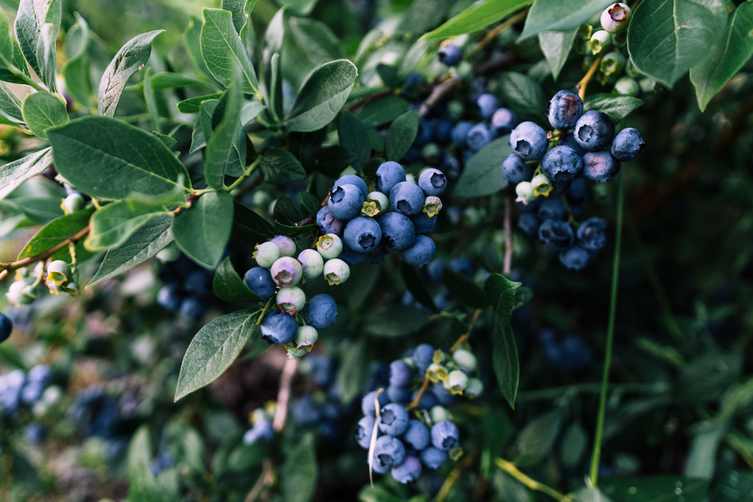 Blueberry. Misha Zaitsev