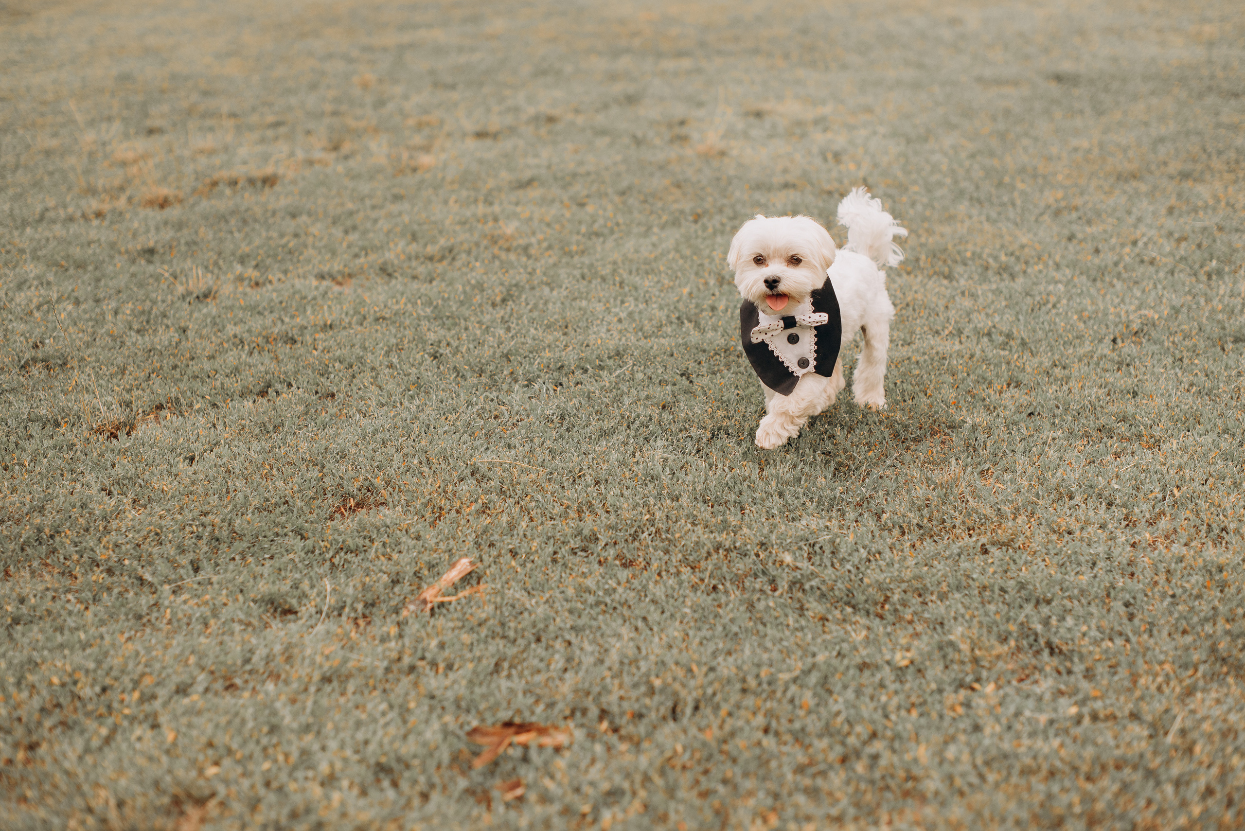 S&A. Весільний фотограф Черкаси Україна Вадим Биць
