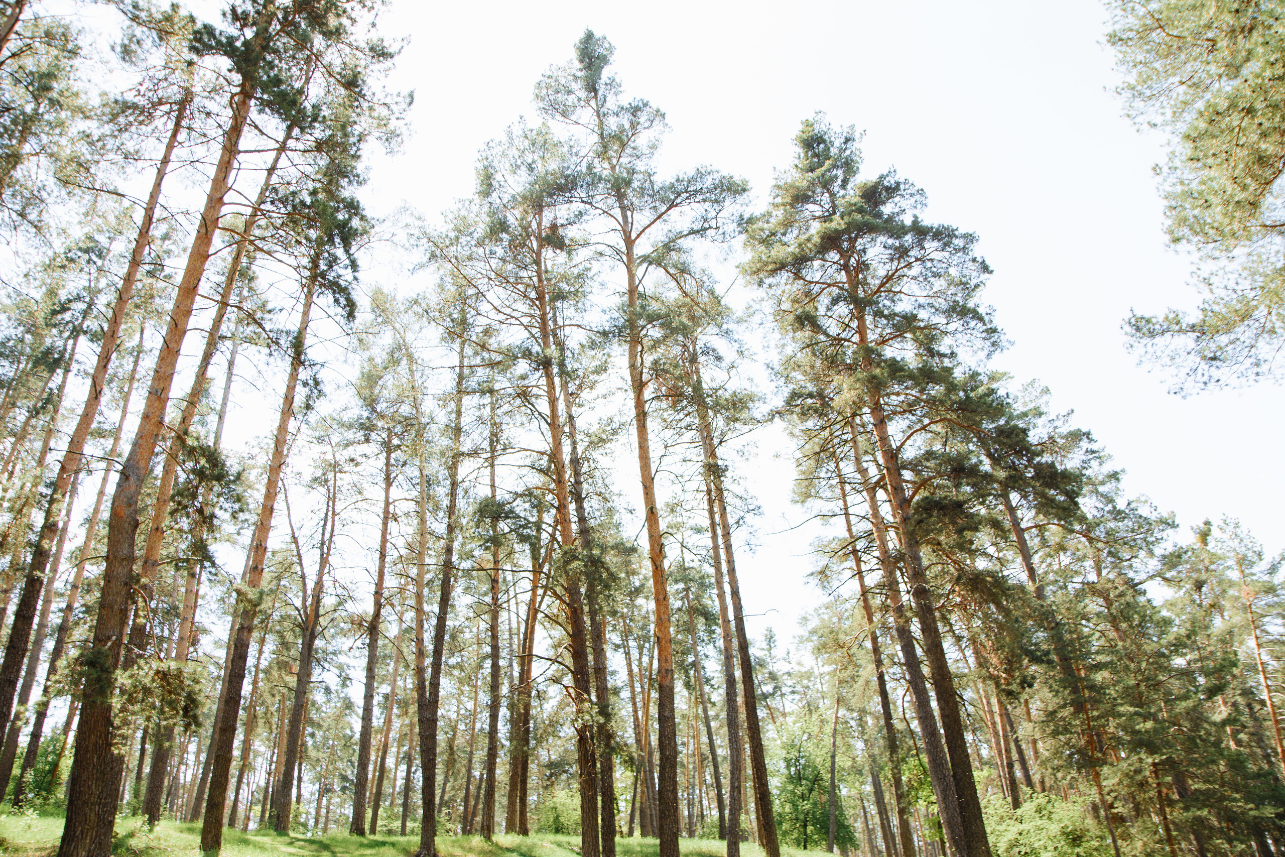 Свадебные фото-серии. Весільний фотограф Черкаси Україна Вадим Биць