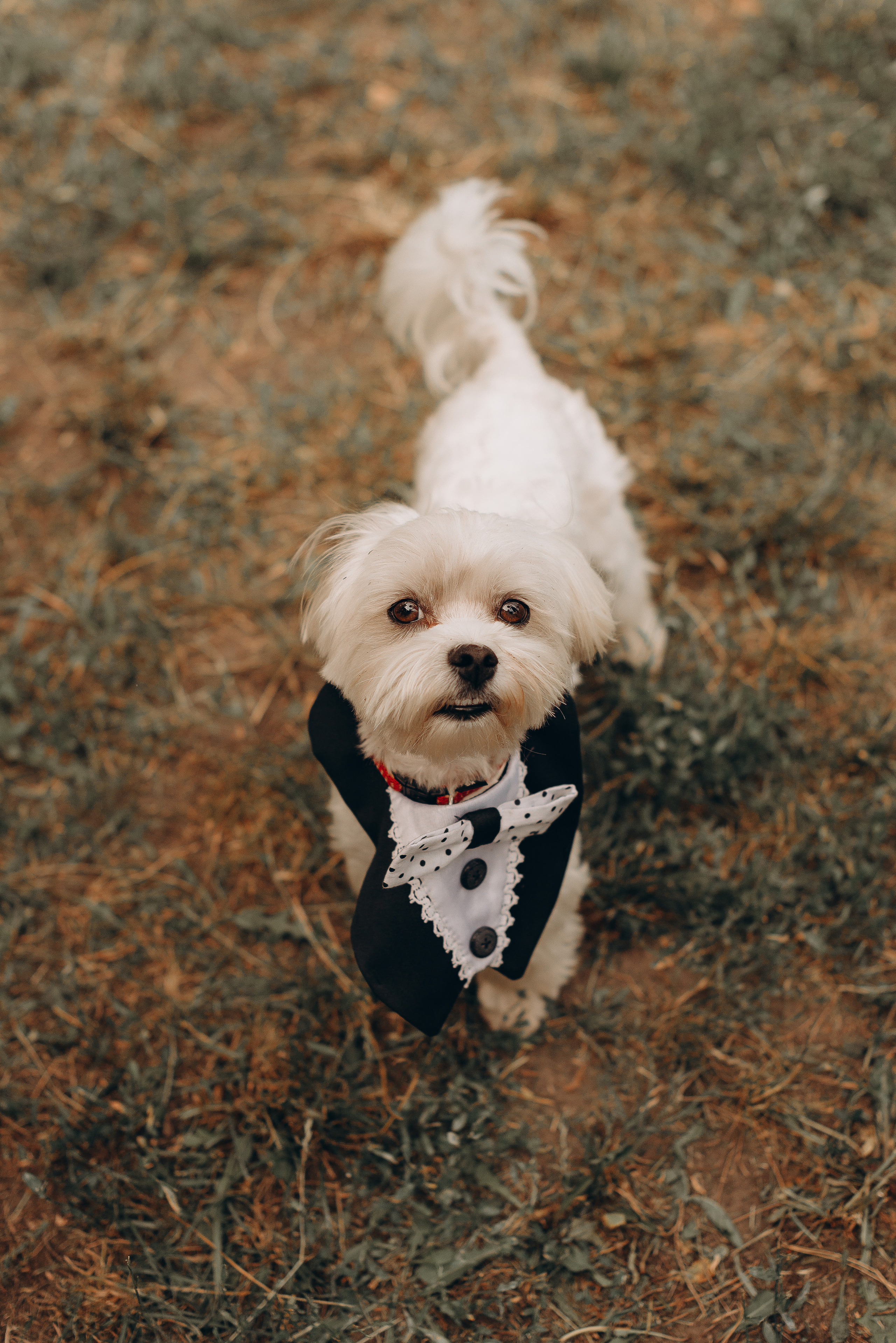 S&A. Весільний фотограф Черкаси Україна Вадим Биць