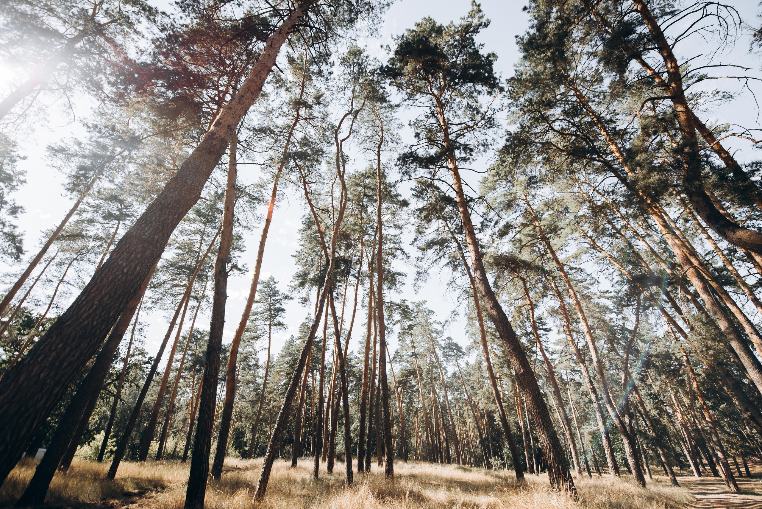 Кохання любить тишу. Весільний фотограф Черкаси Україна Вадим Биць