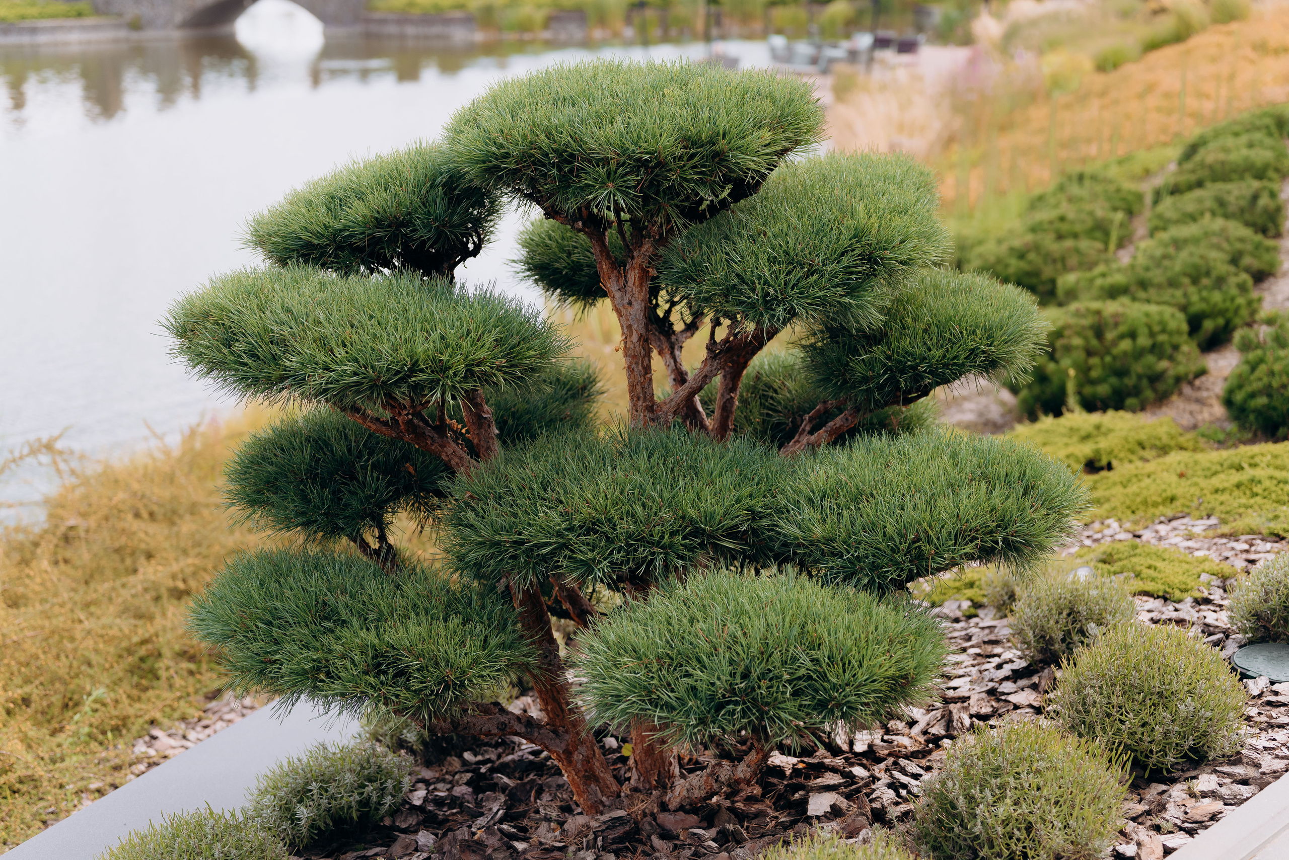 WEdding CHERCASSY. Весільний фотограф Черкаси Україна Вадим Биць