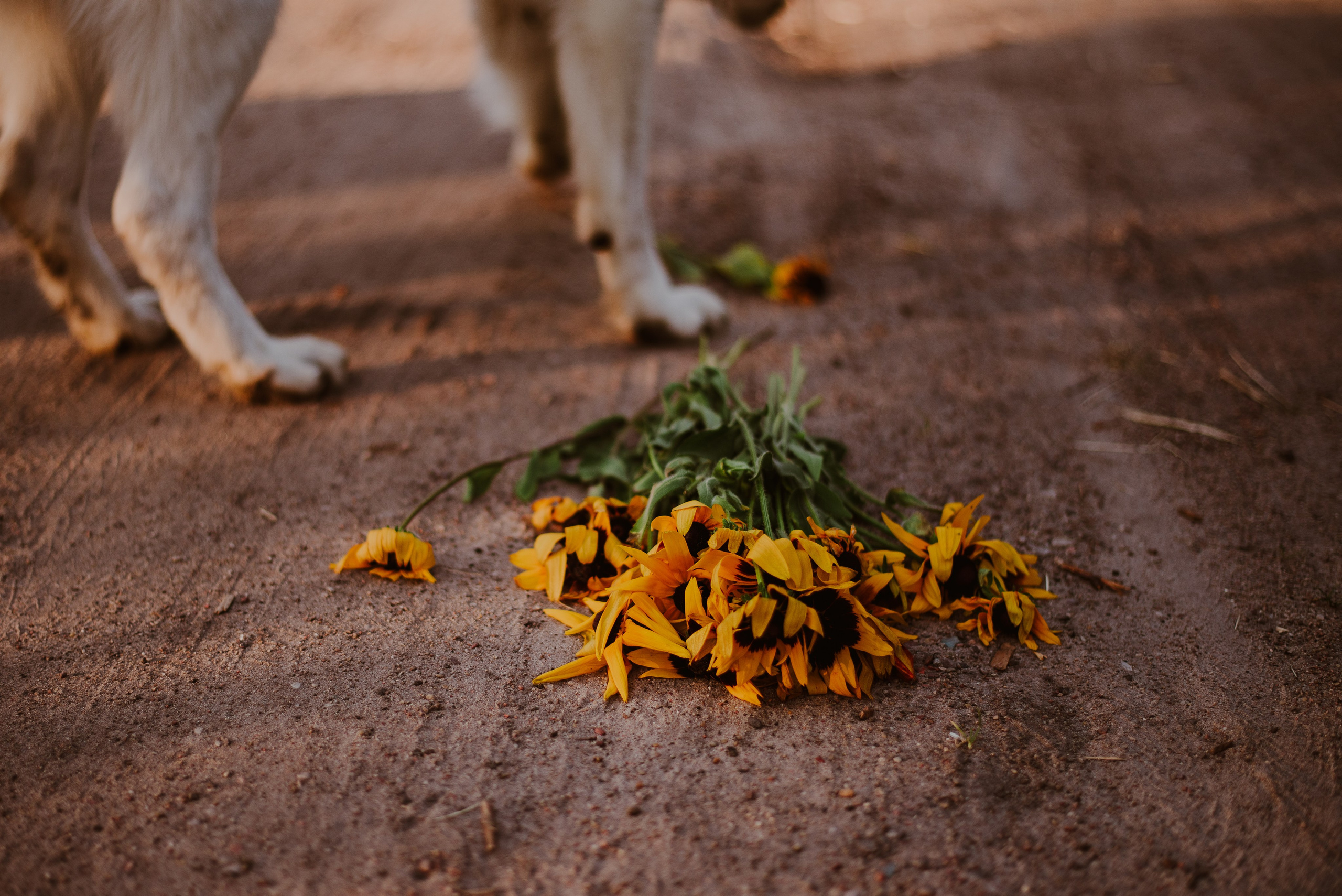 Asia & Patryk. Naturalnie pięknie - Klaudia Rowicka