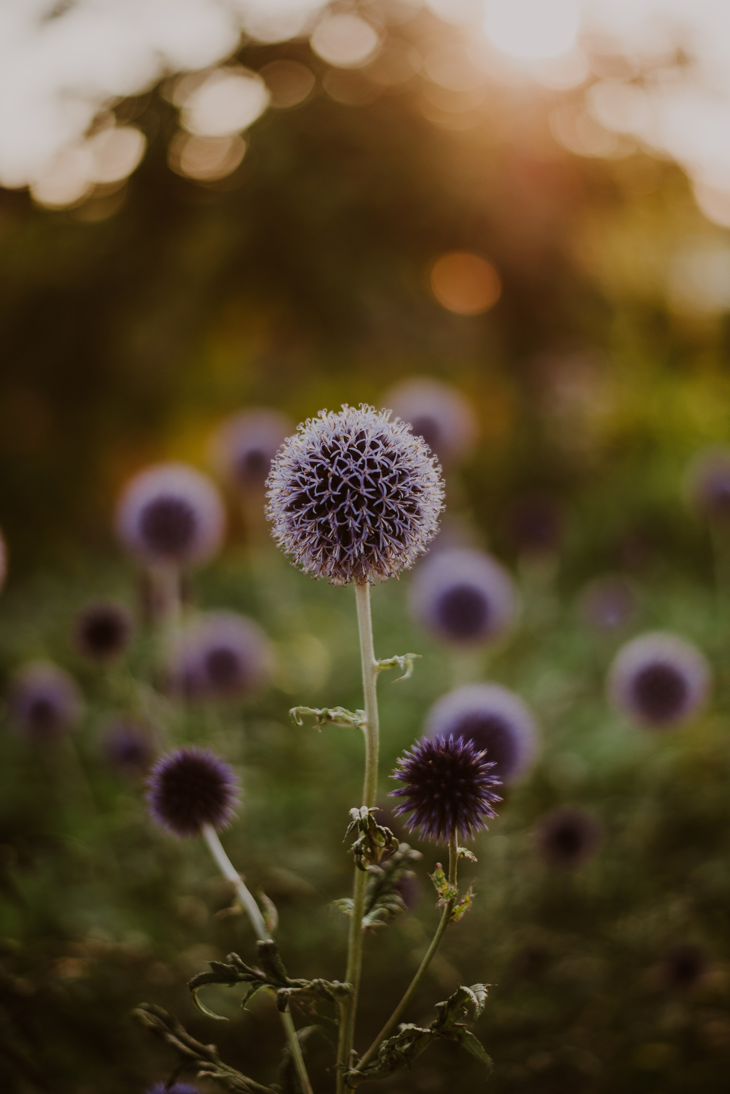 Asia & Patryk. Naturalnie pięknie - Klaudia Rowicka