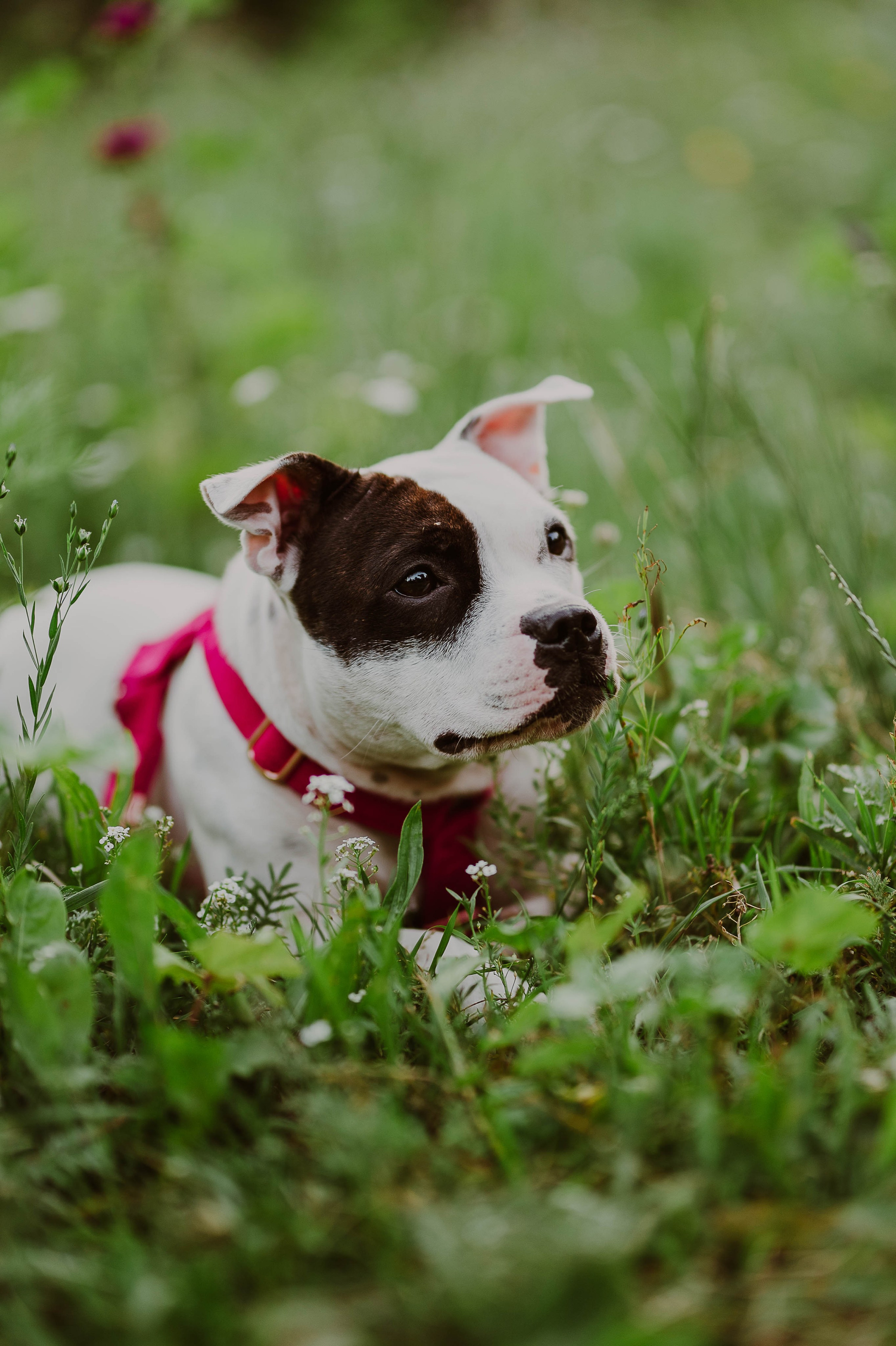 Staffik - Furia. Naturalnie pięknie - Klaudia Rowicka
