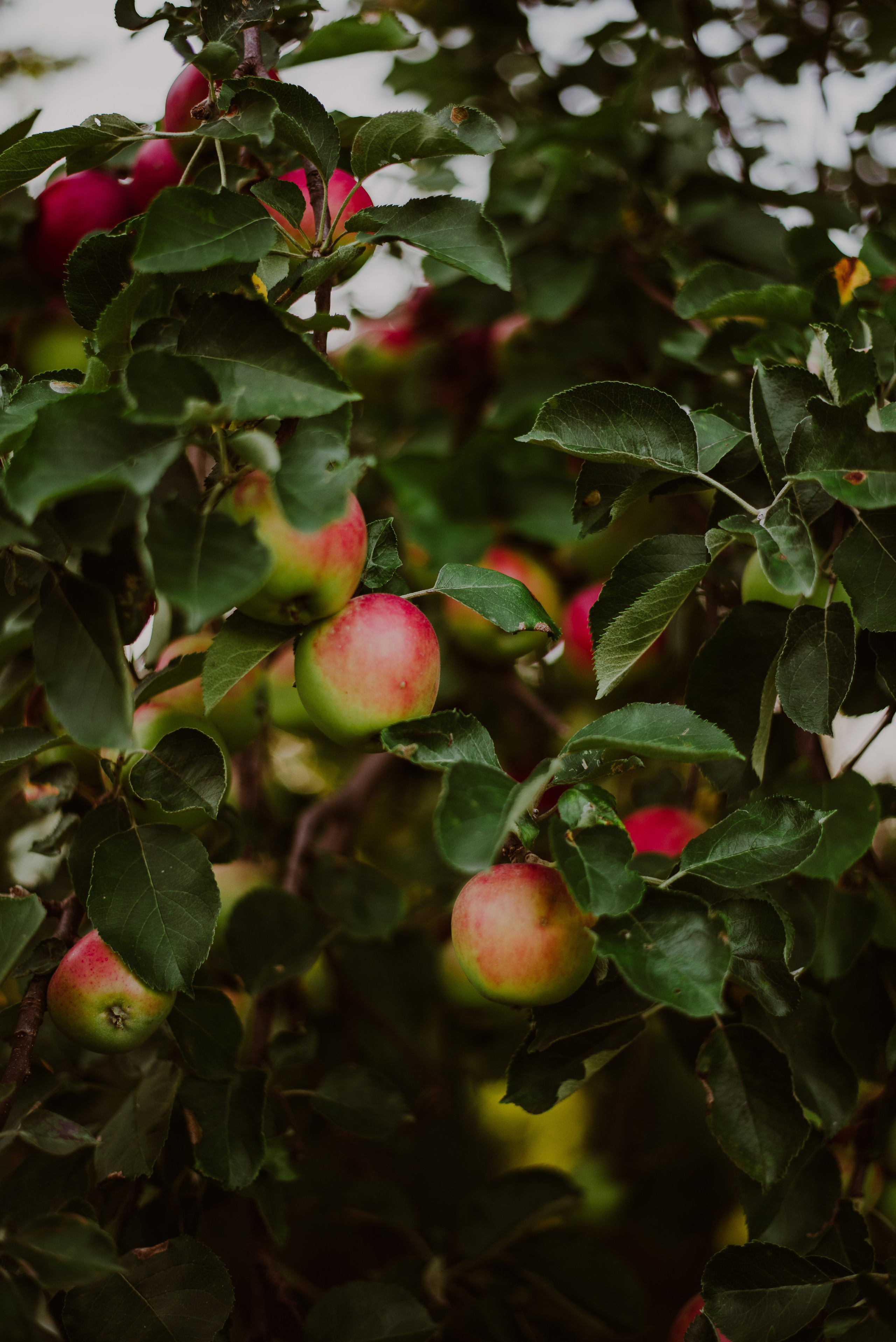 Asia & Patryk. Naturalnie pięknie - Klaudia Rowicka
