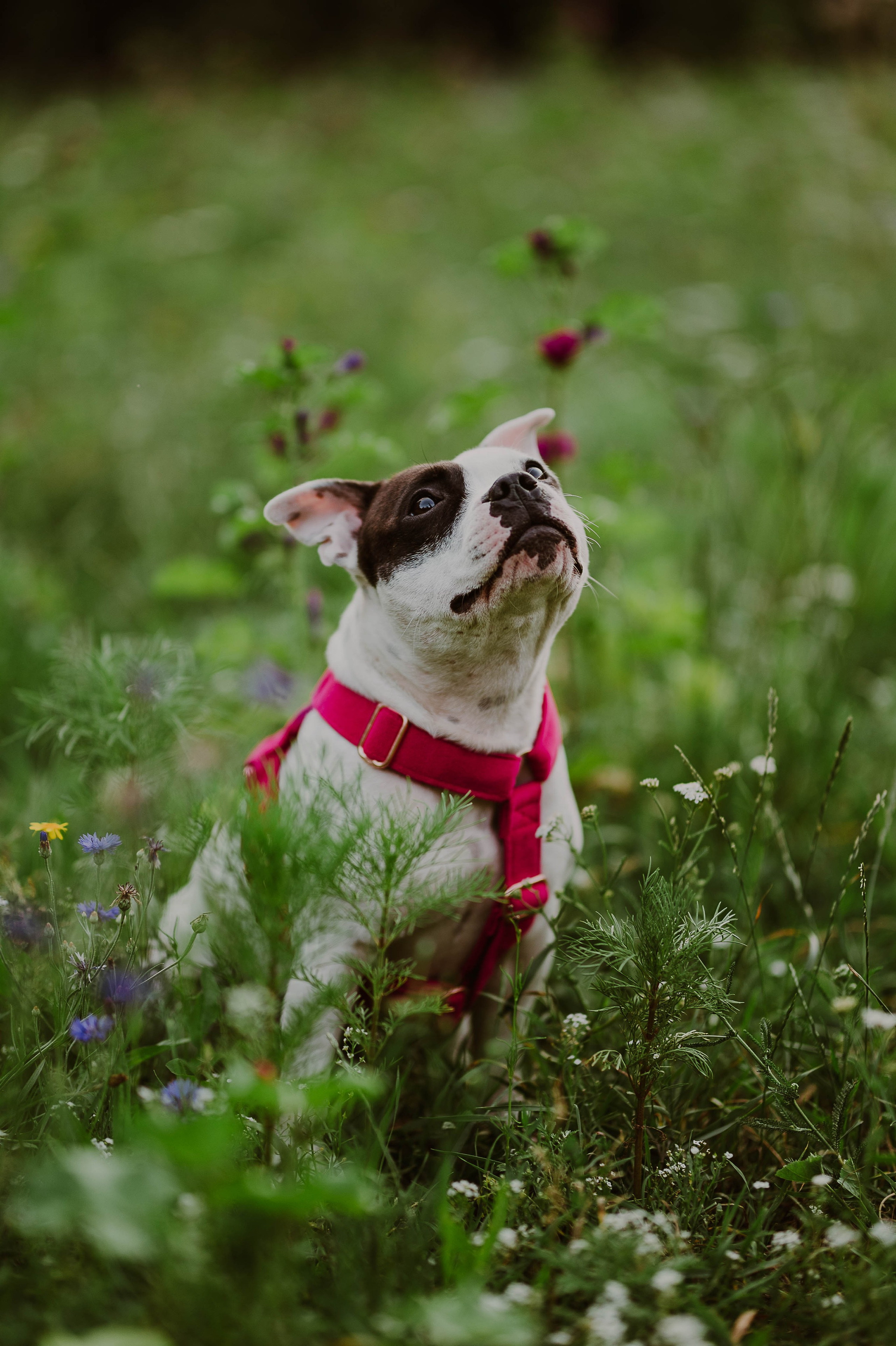 Staffik - Furia. Naturalnie pięknie - Klaudia Rowicka