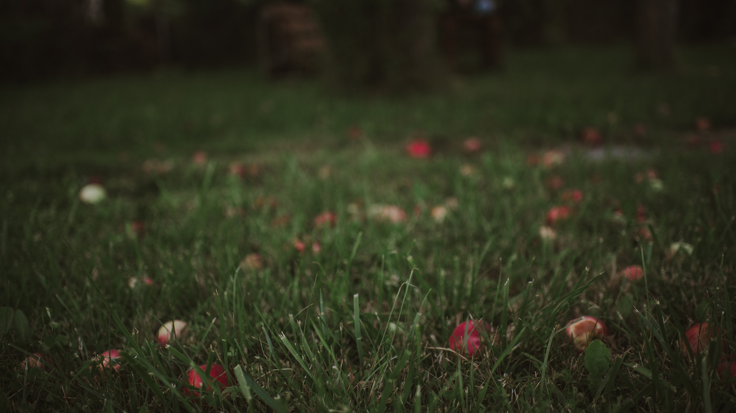 Asia & Patryk. Naturalnie pięknie - Klaudia Rowicka