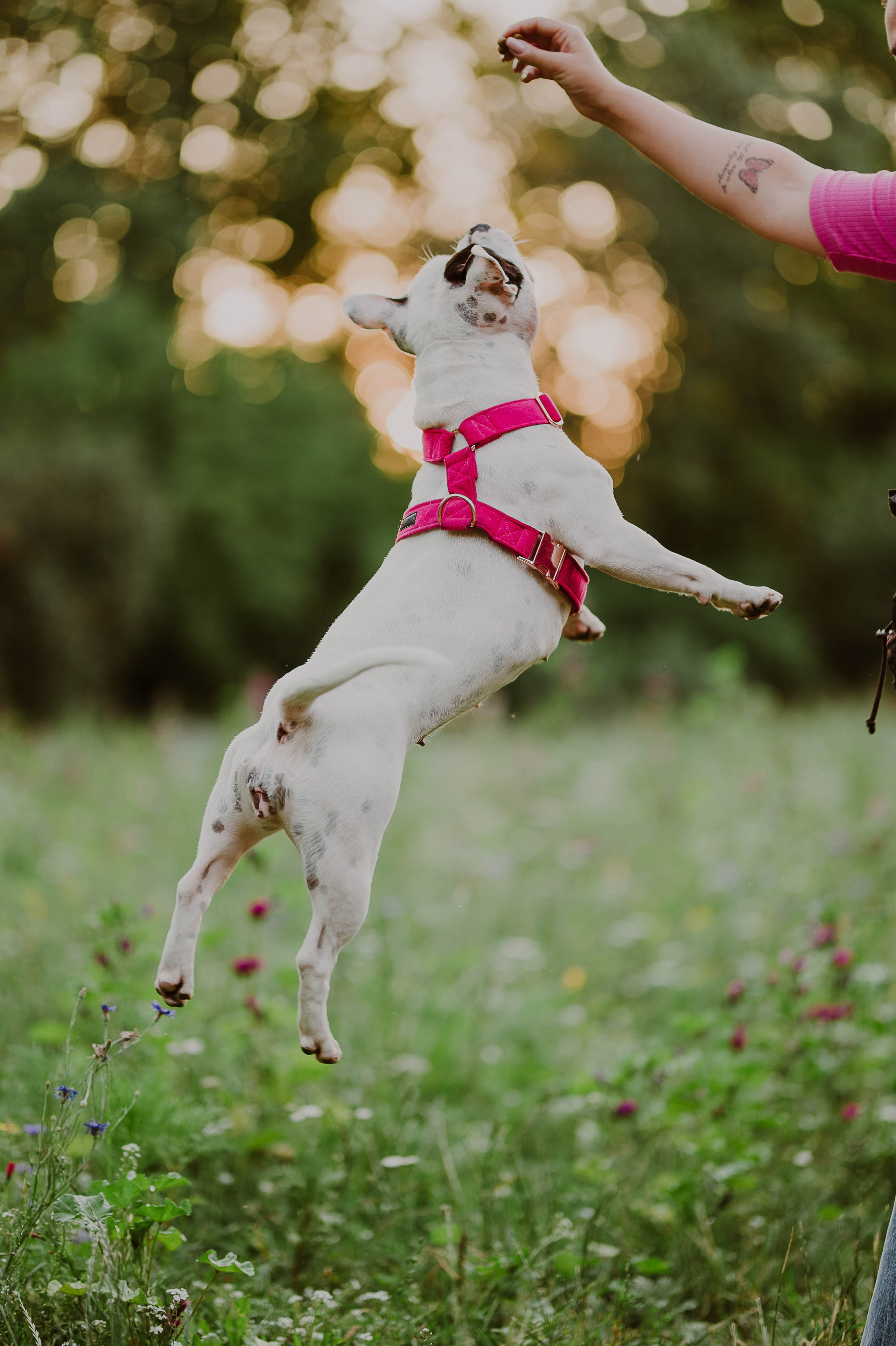 Staffik - Furia. Naturalnie pięknie - Klaudia Rowicka