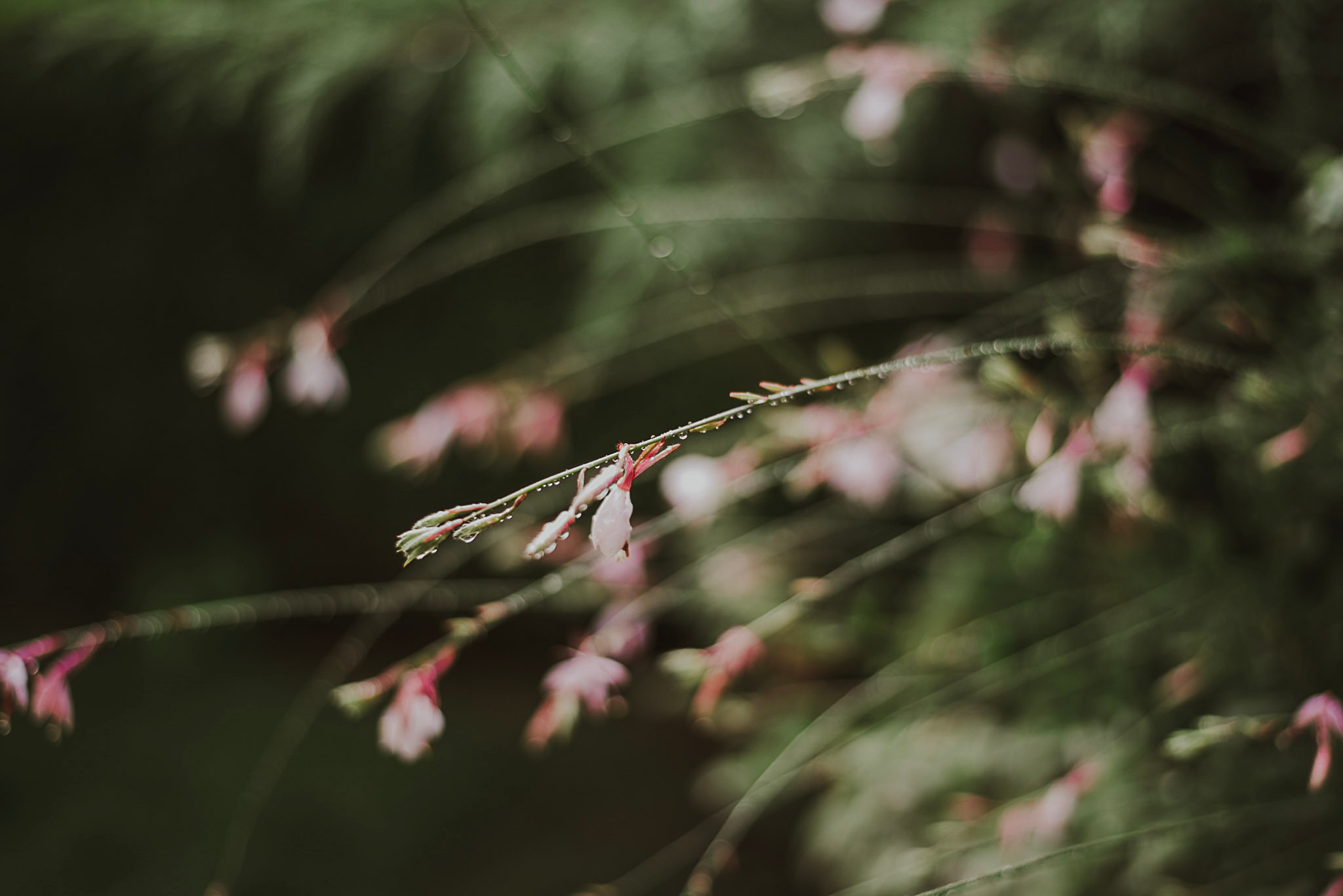 Ślub - Joanna & Lewis w Villa Juliana. Naturalnie pięknie - Klaudia Rowicka