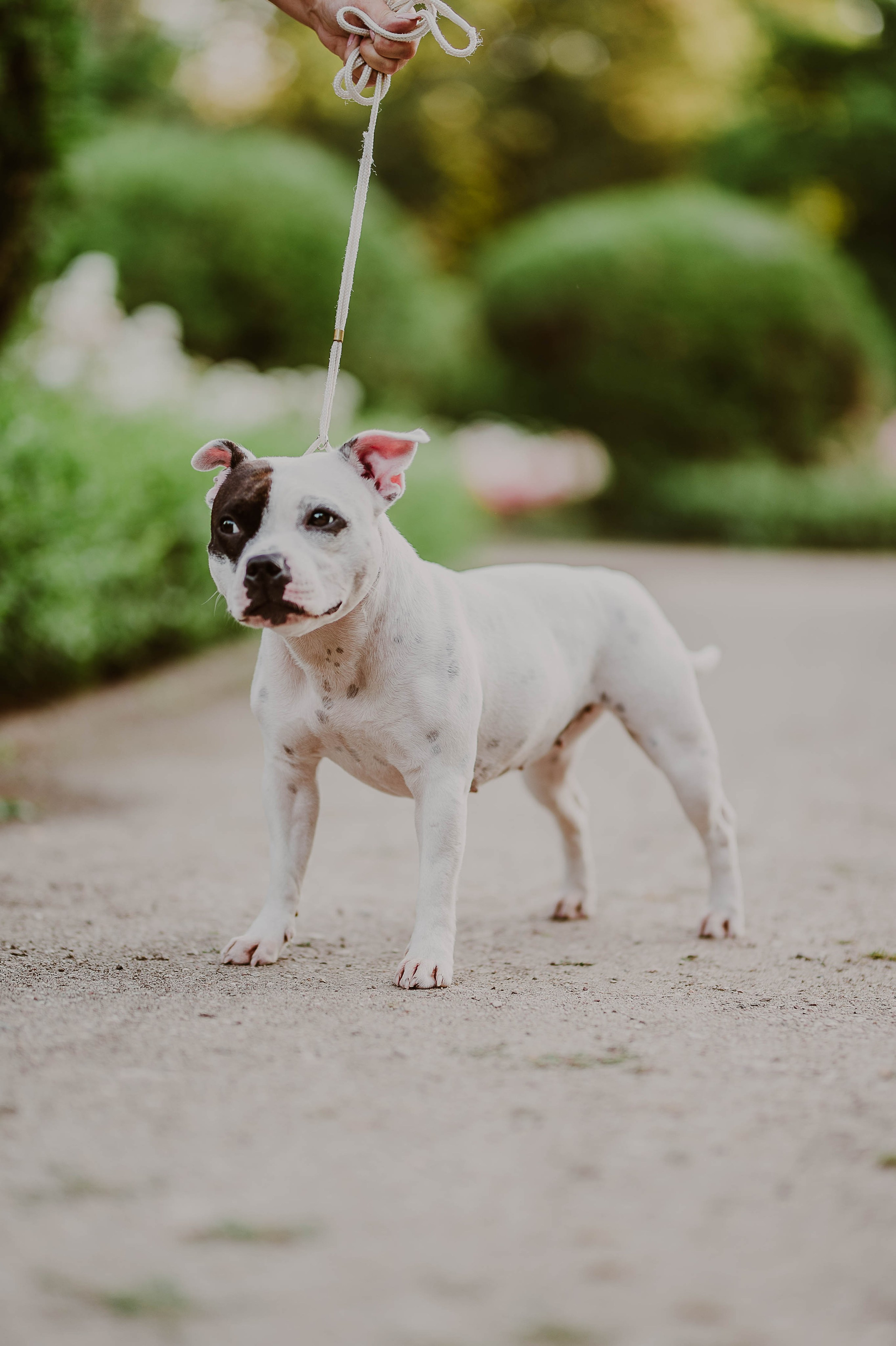 Staffik - Furia. Naturalnie pięknie - Klaudia Rowicka