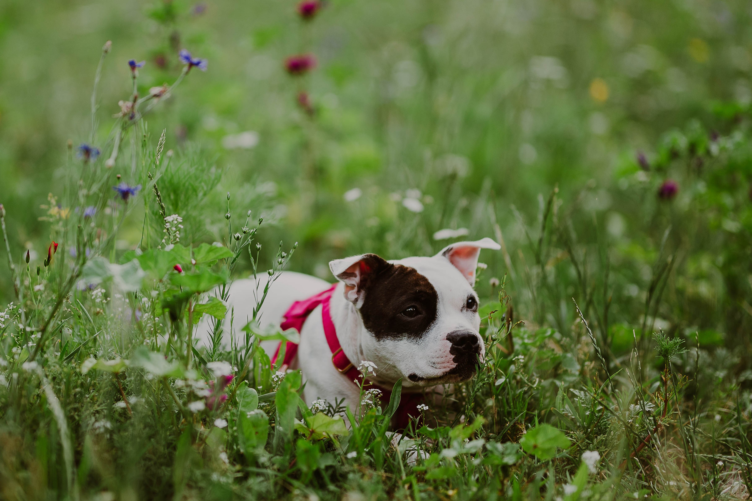 Staffik - Furia. Naturalnie pięknie - Klaudia Rowicka