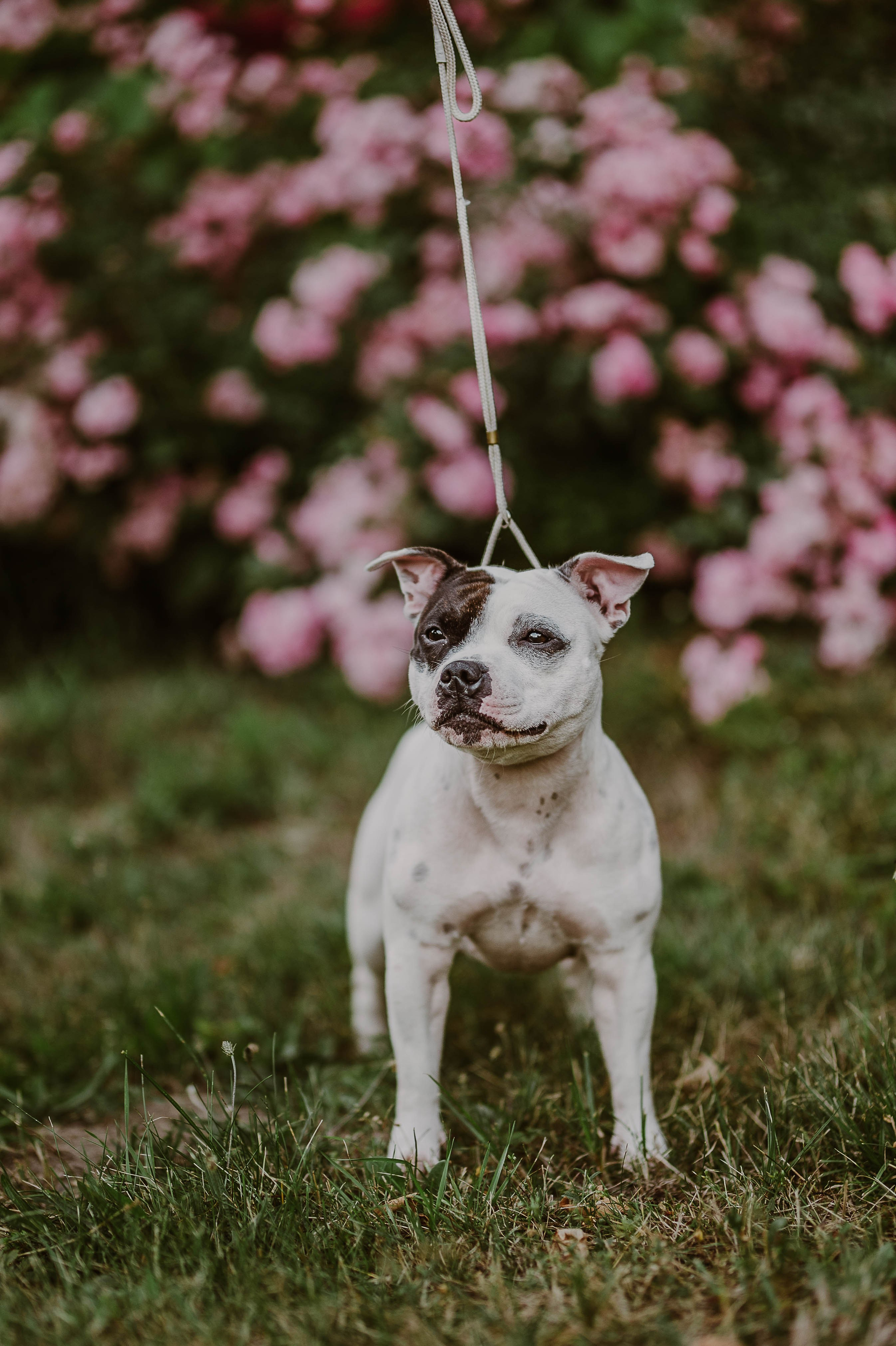 Staffik - Furia. Naturalnie pięknie - Klaudia Rowicka