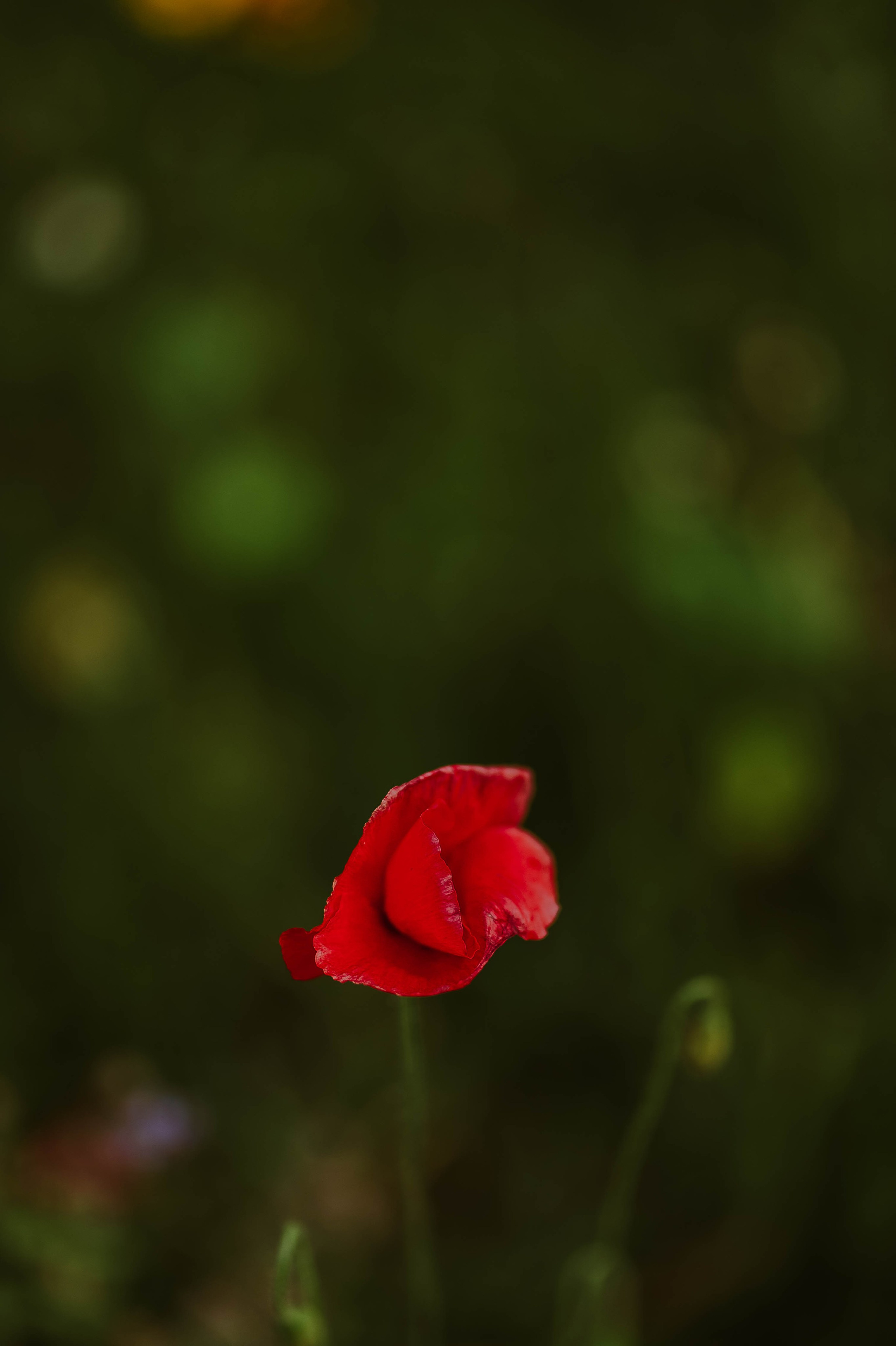 Staffik - Furia. Naturalnie pięknie - Klaudia Rowicka