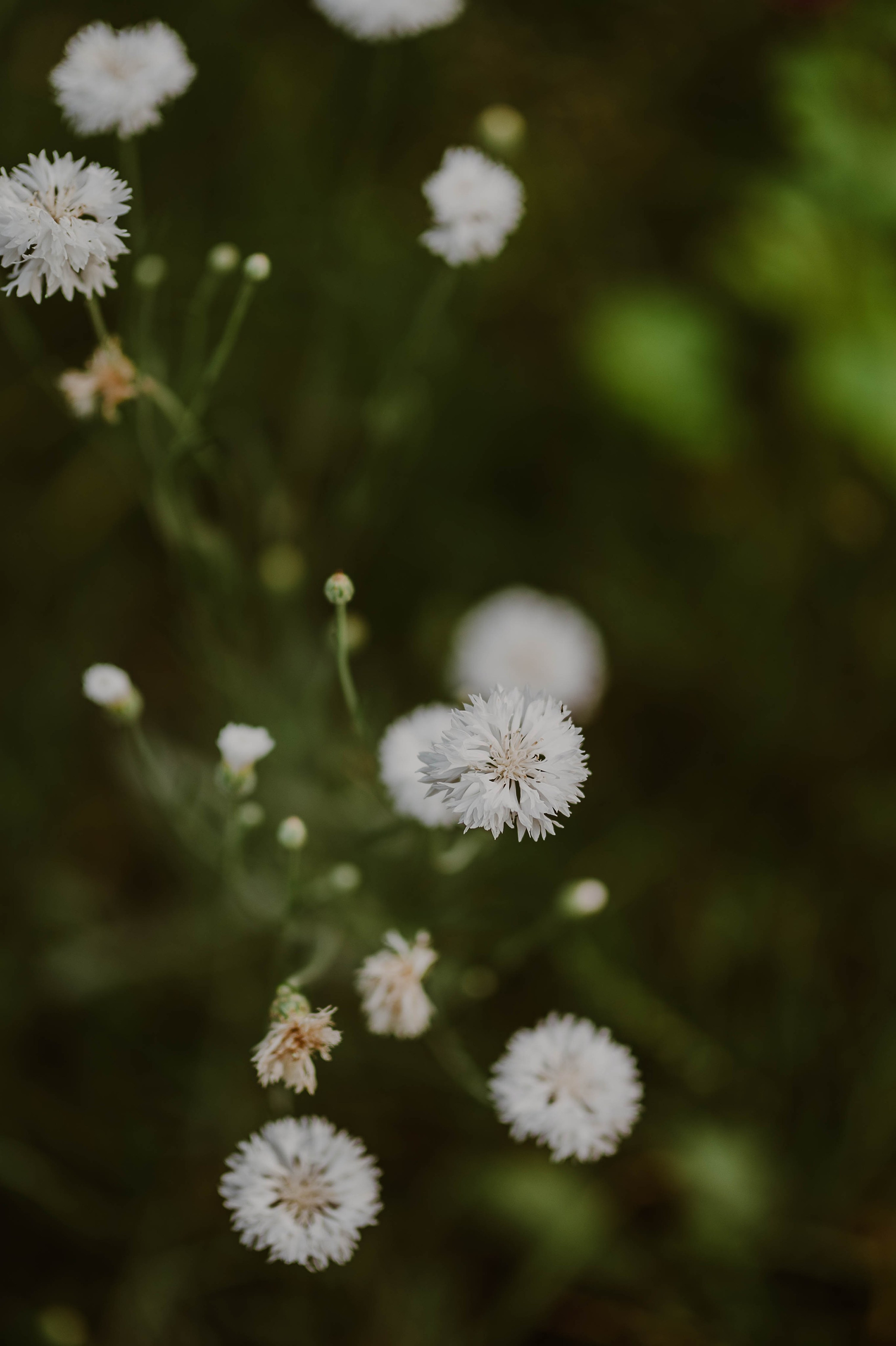 Staffik - Furia. Naturalnie pięknie - Klaudia Rowicka
