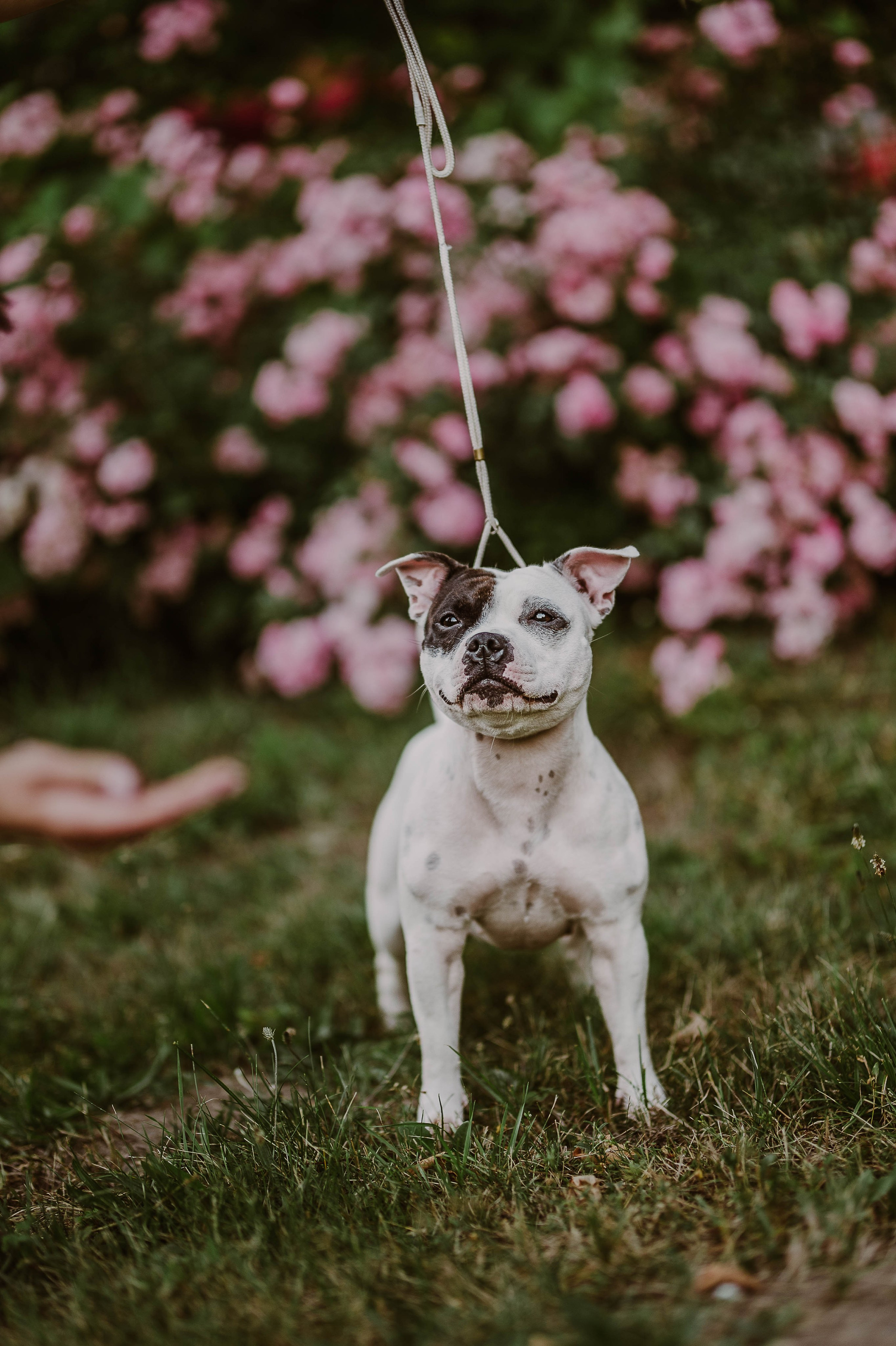 Staffik - Furia. Naturalnie pięknie - Klaudia Rowicka
