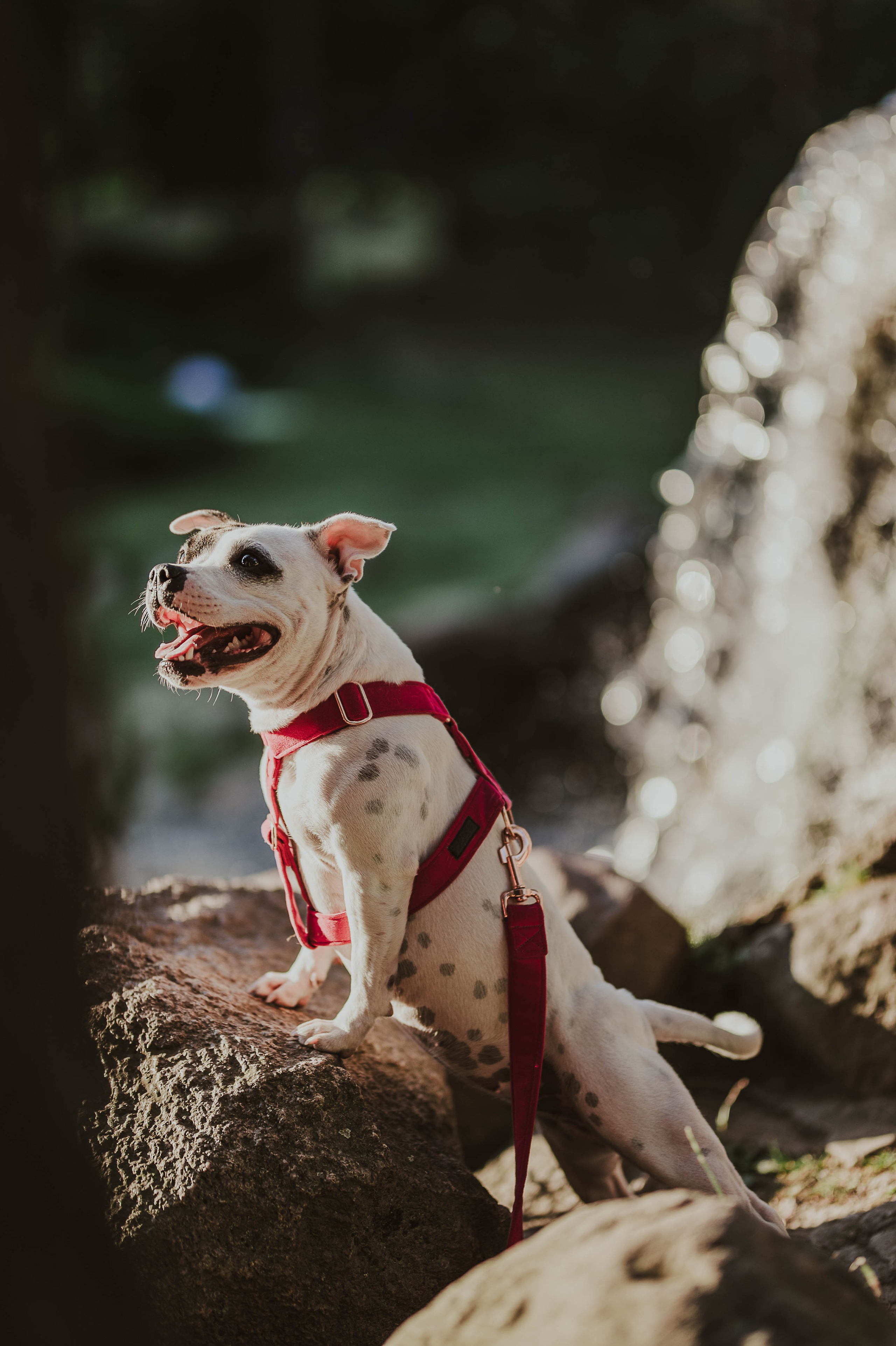 Staffik - Furia. Naturalnie pięknie - Klaudia Rowicka