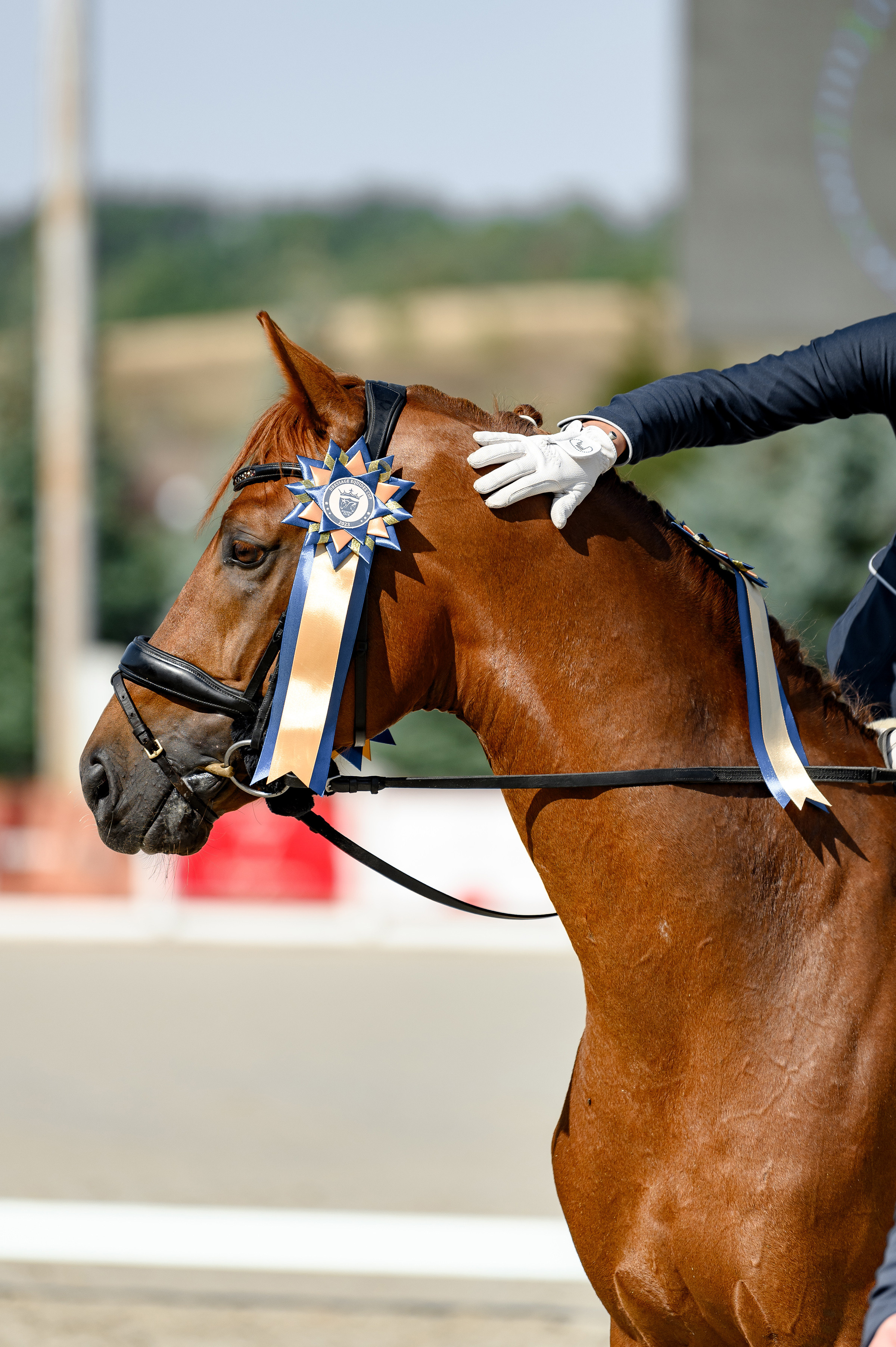 «DRESSAGE EQUIDES CUP 2023». Свадебный и семейный фотограф