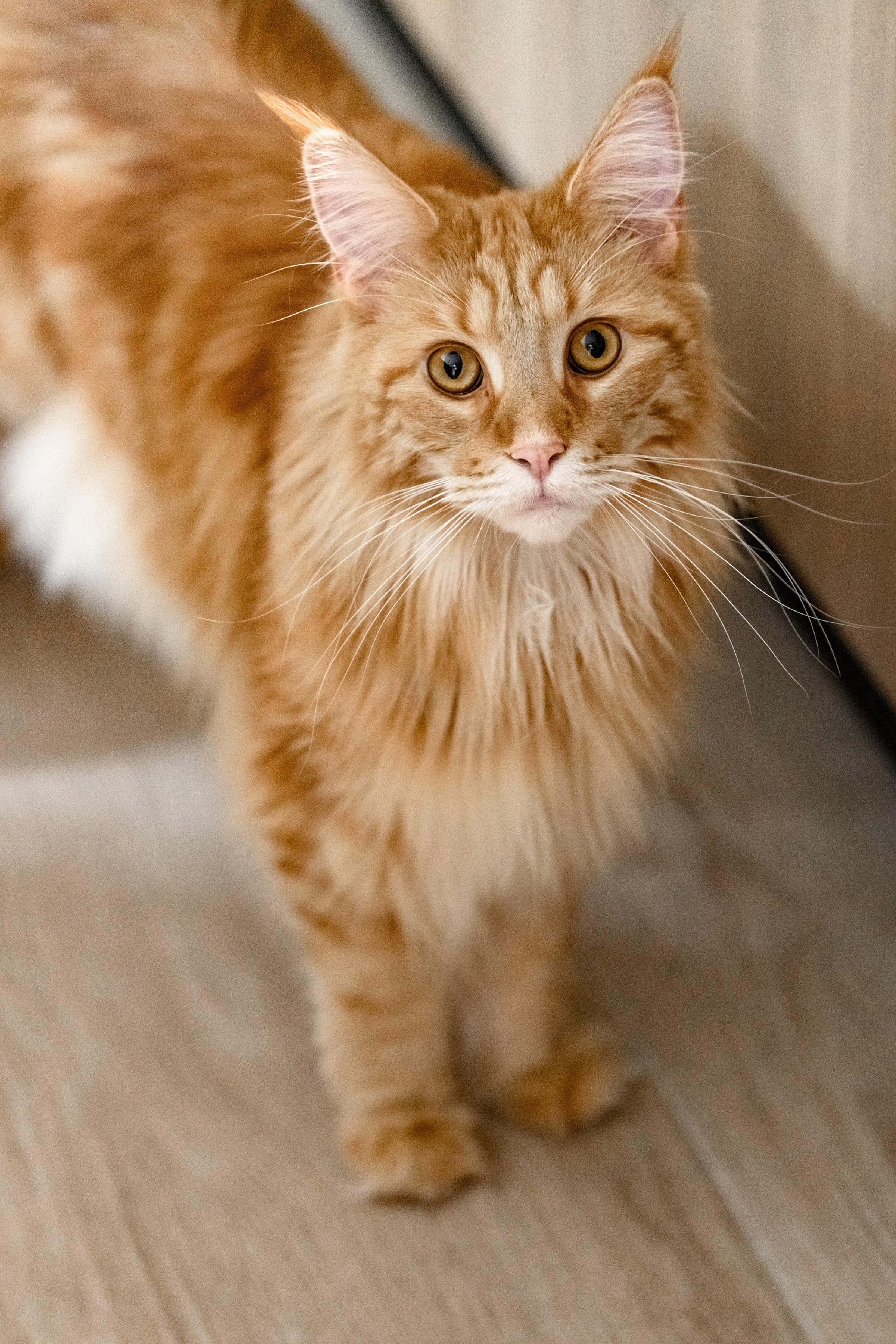 ОЛЕКСІЙ & ЯРОСЛАВА. Свадебный и семейный фотограф