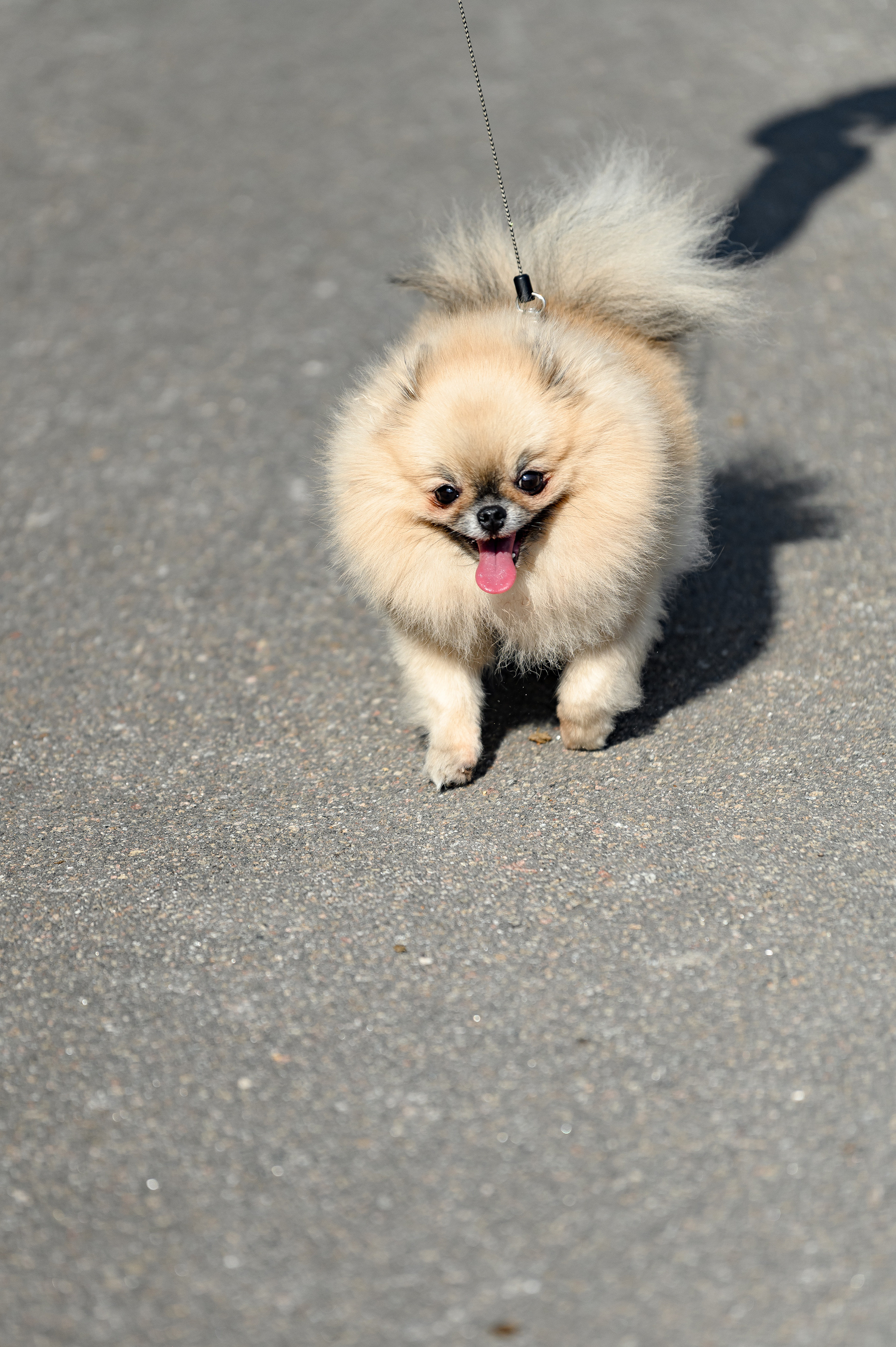 «DRESSAGE EQUIDES CUP 2023». Свадебный и семейный фотограф