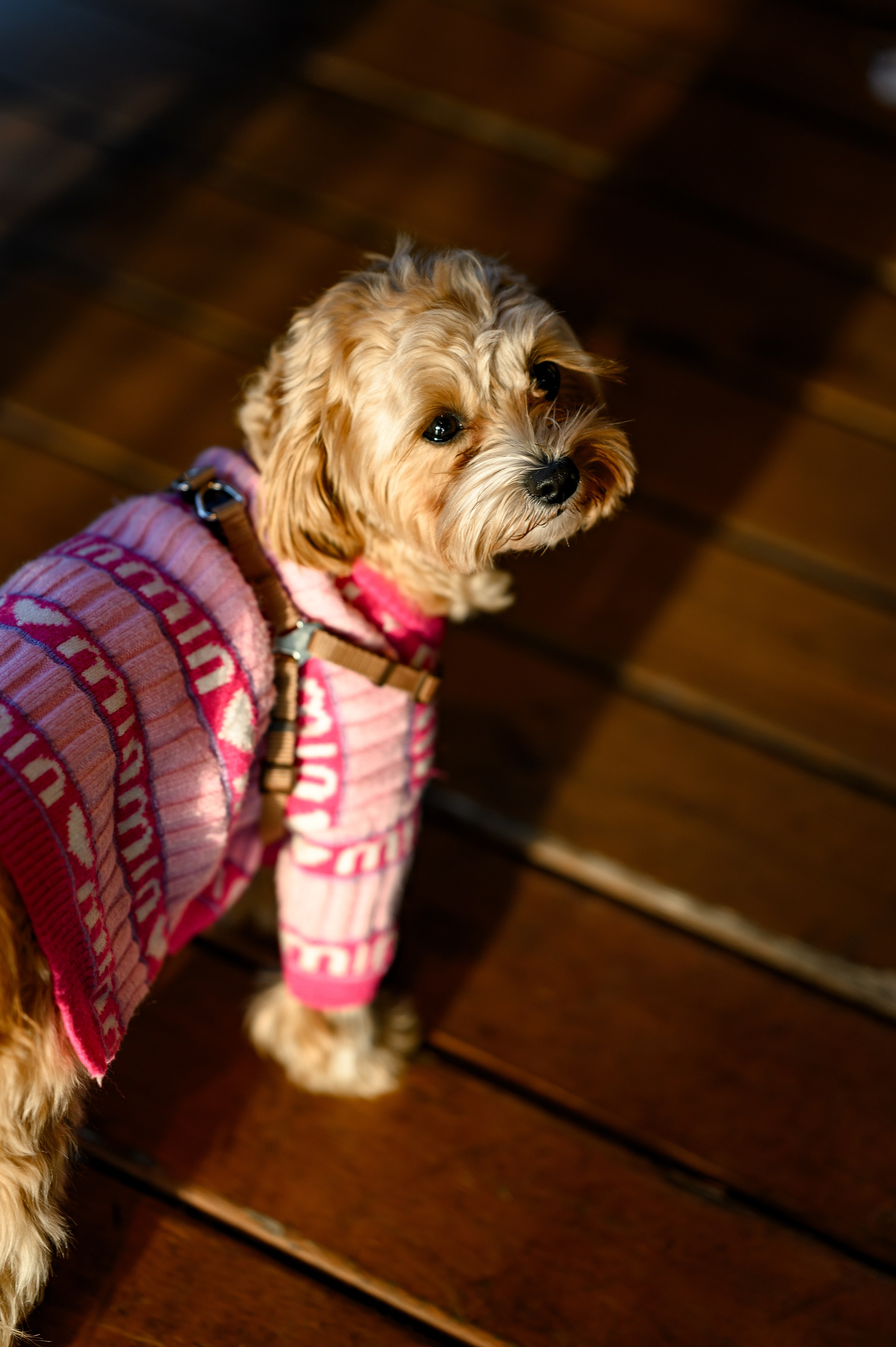 «GENDER PARTY». Свадебный и семейный фотограф