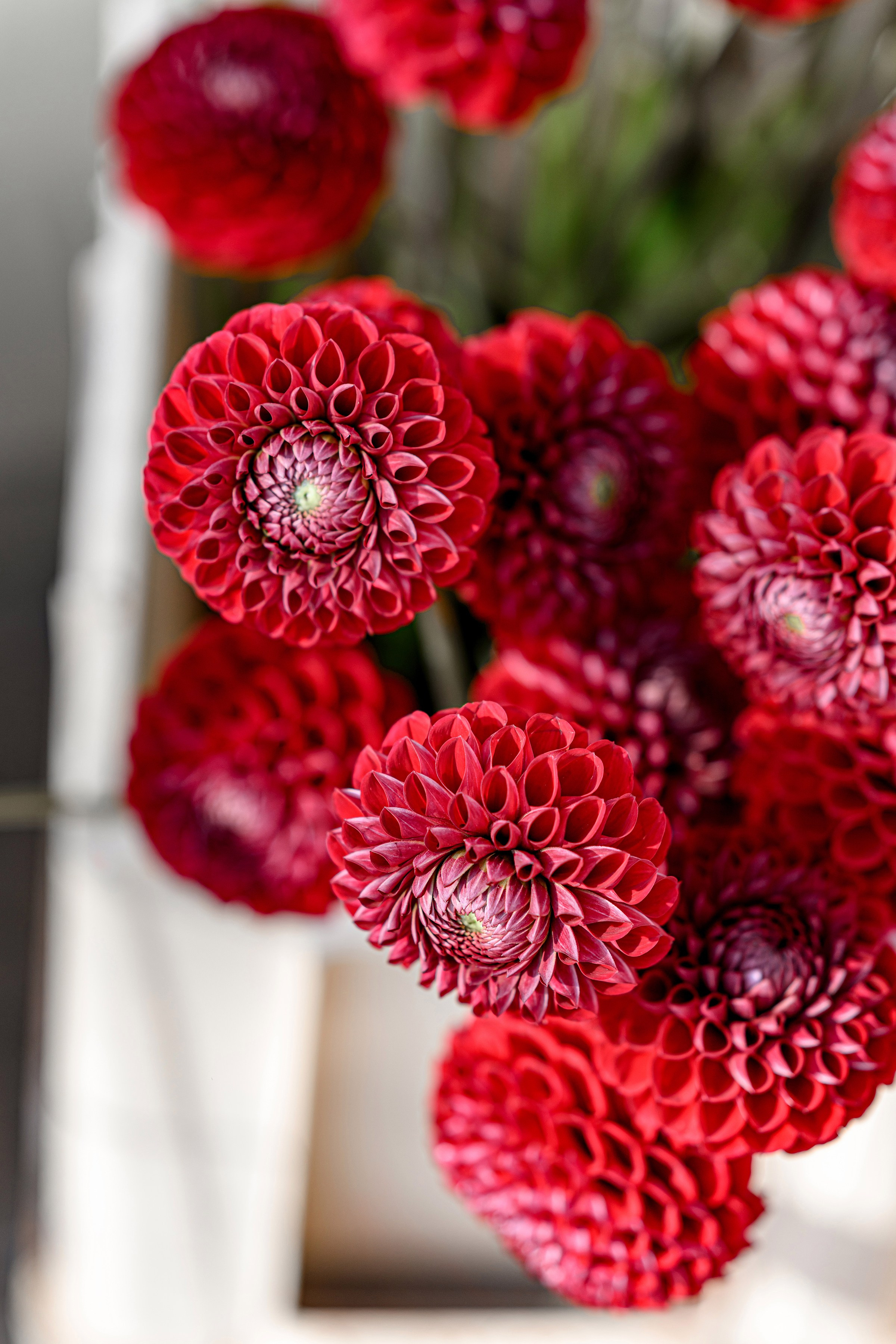 «FREESIA». Свадебный и семейный фотограф