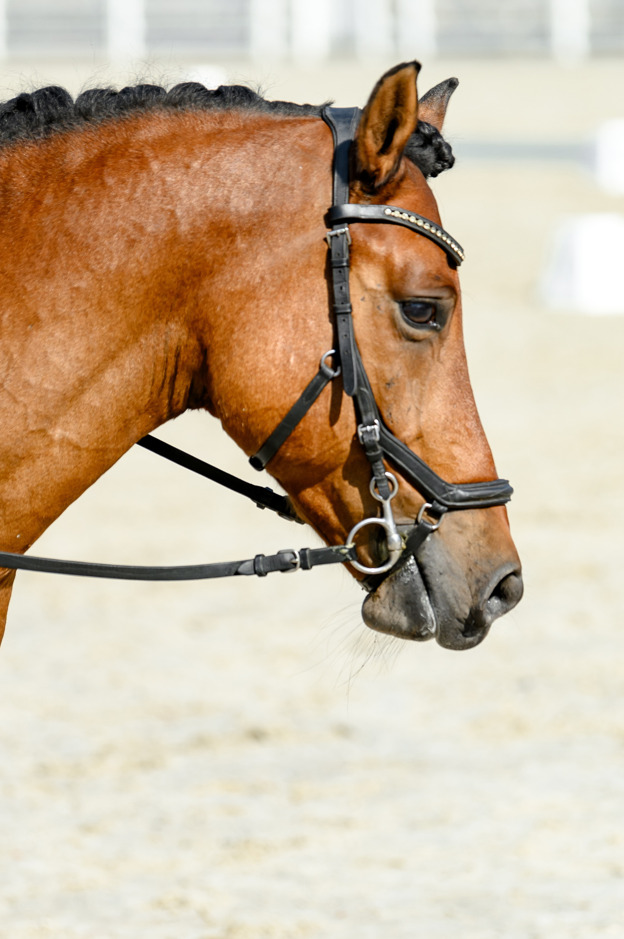 «DRESSAGE EQUIDES CUP 2023». Свадебный и семейный фотограф