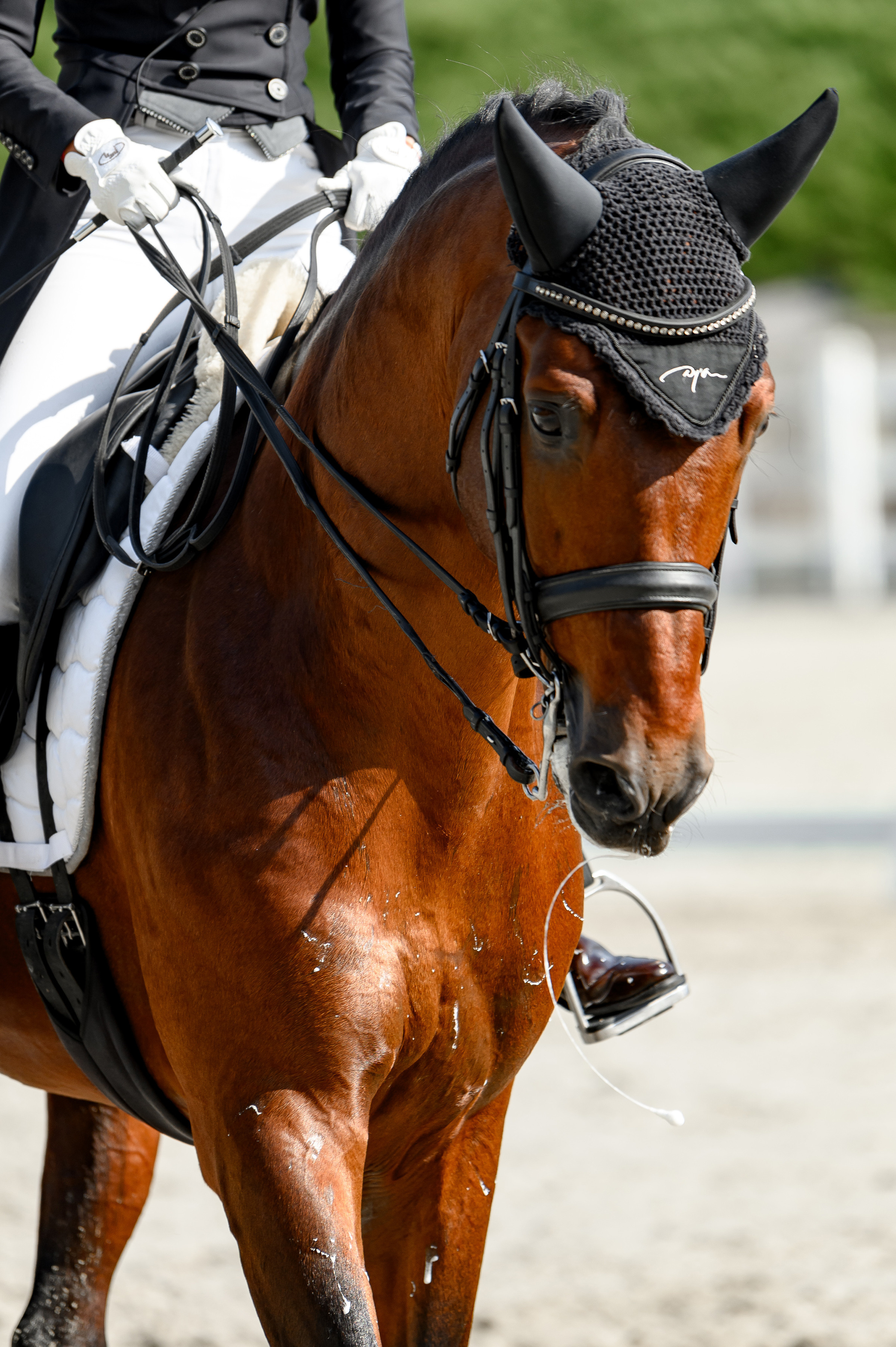 «DRESSAGE EQUIDES CUP 2023». Свадебный и семейный фотограф