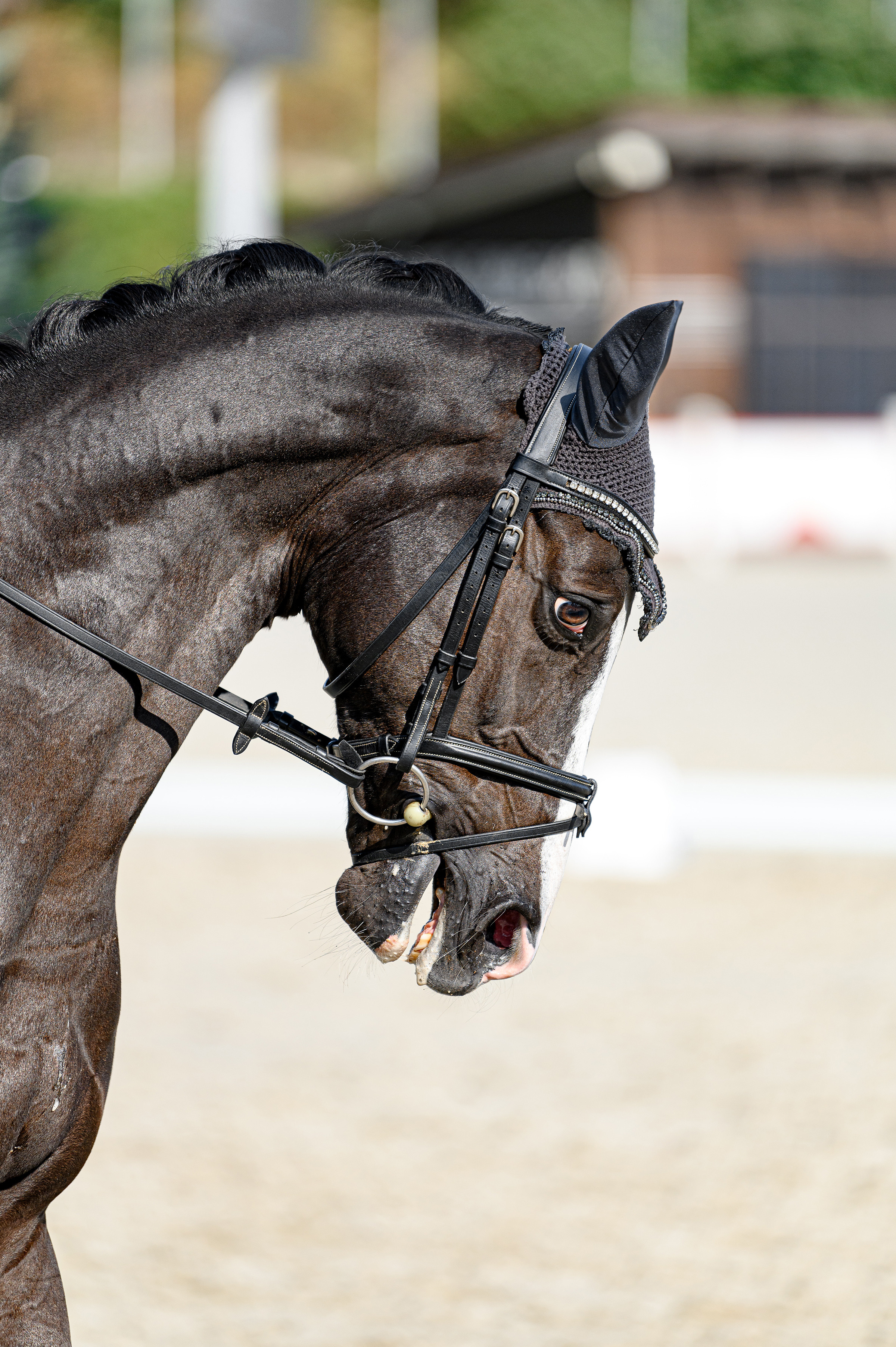 «DRESSAGE EQUIDES CUP 2023». Свадебный и семейный фотограф