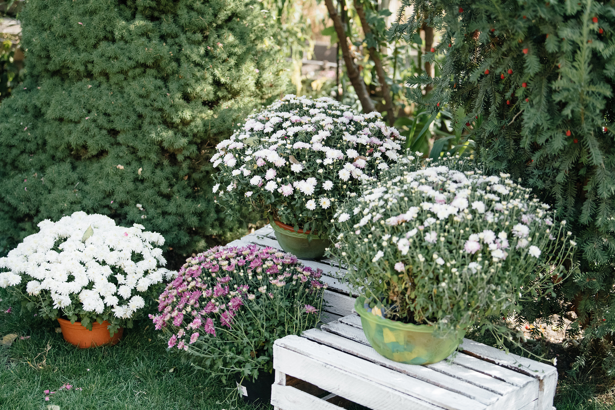 Олег & Юлія. Свадебный и семейный фотограф