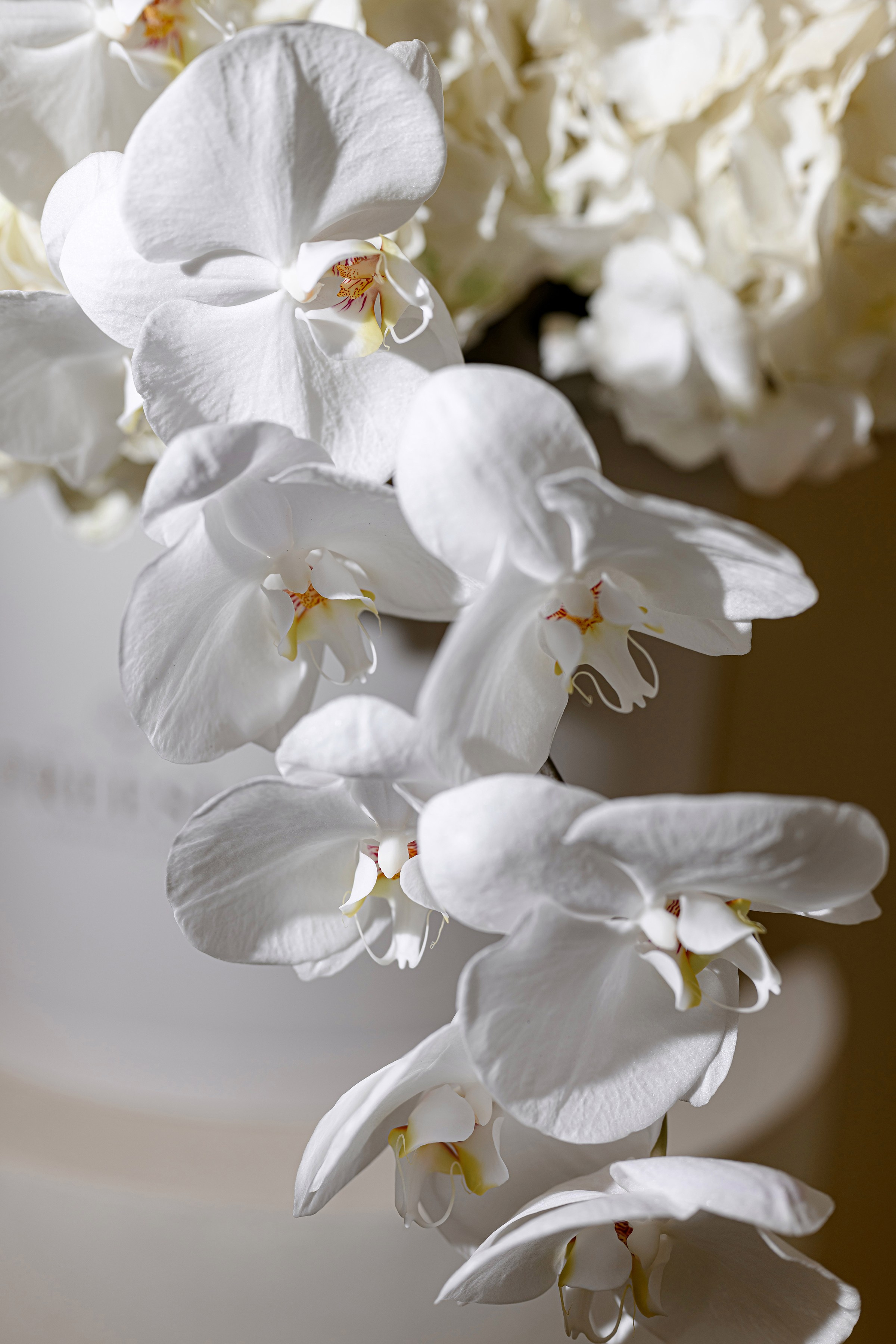 «FREESIA». Свадебный и семейный фотограф