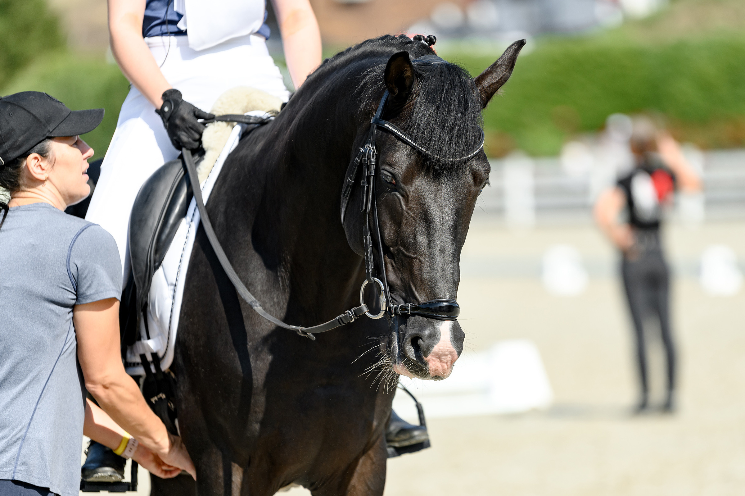 «DRESSAGE EQUIDES CUP 2023». Свадебный и семейный фотограф
