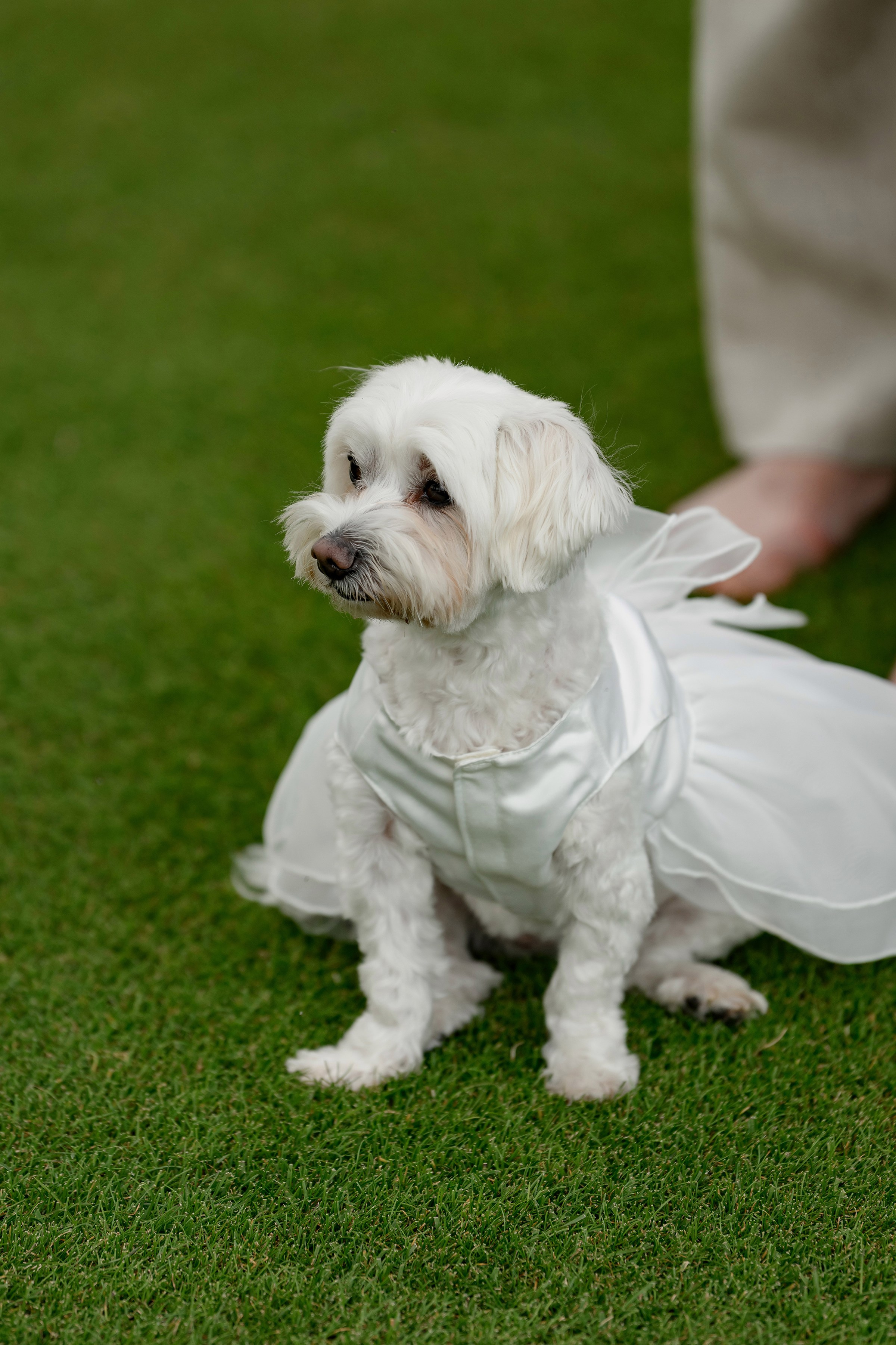 LIZA & RUSLAN. Свадебный и семейный фотограф