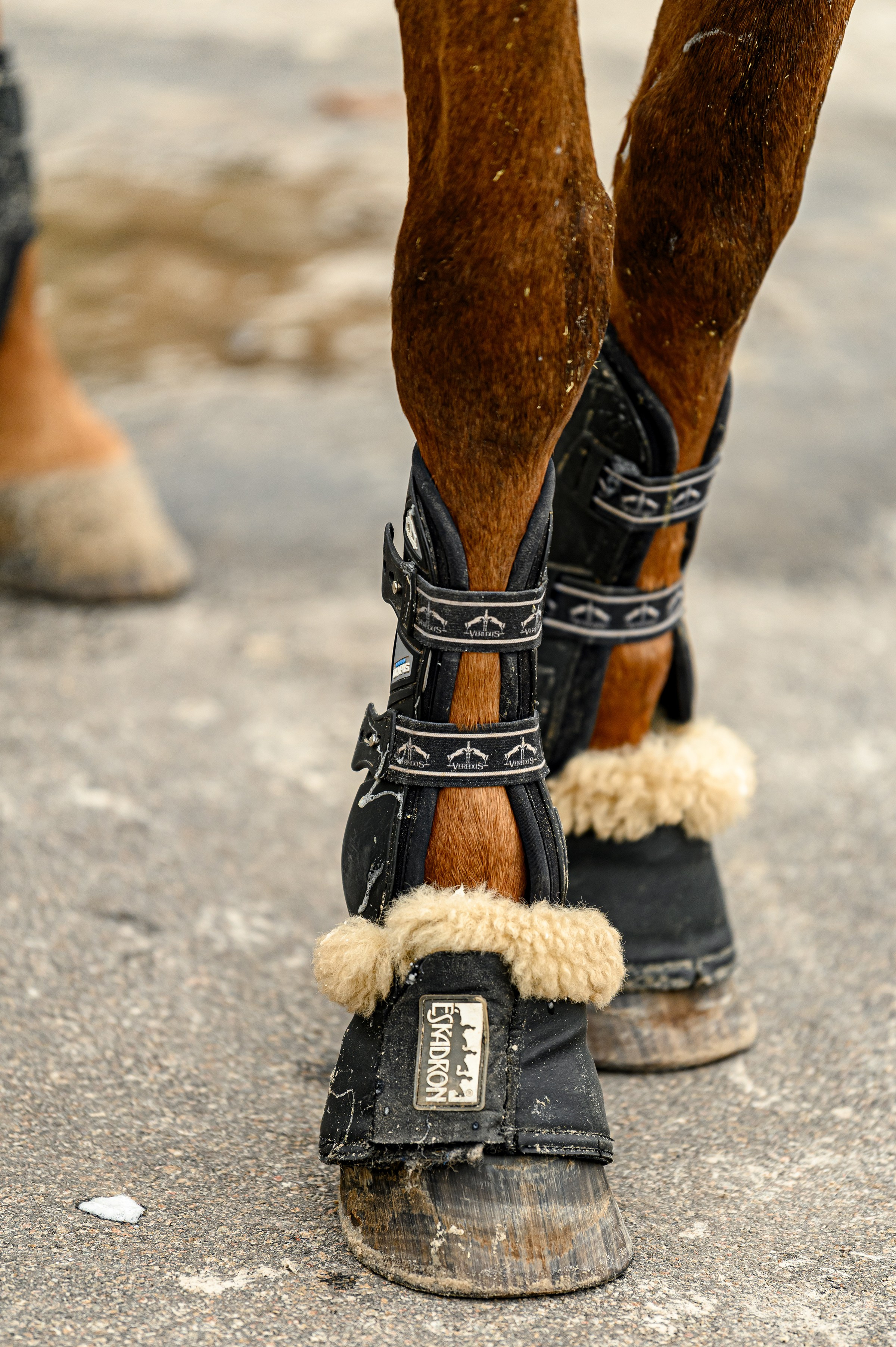 EQUIDES CUP 2023. Свадебный и семейный фотограф