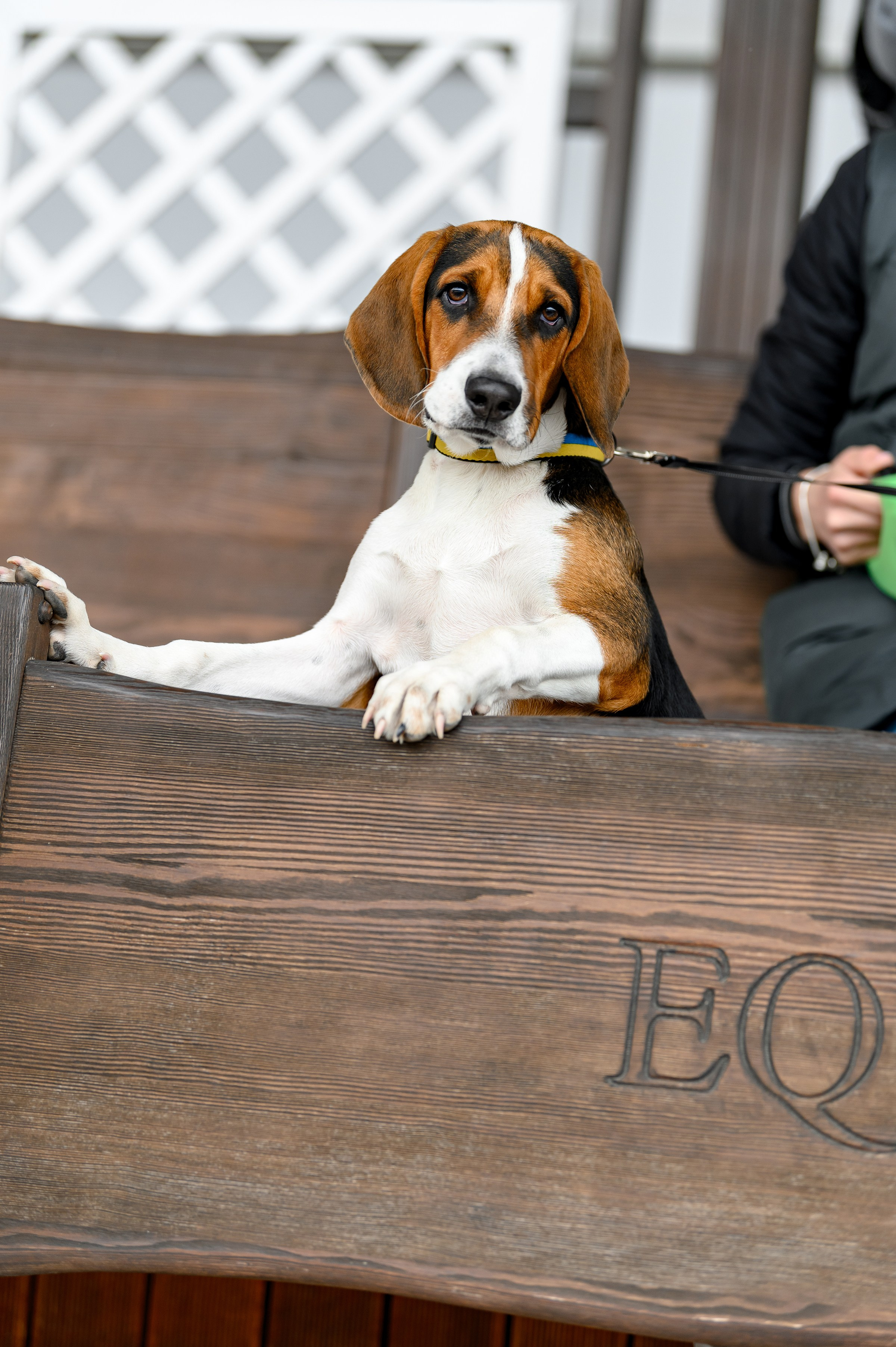 EQUIDES CUP 2023. Свадебный и семейный фотограф