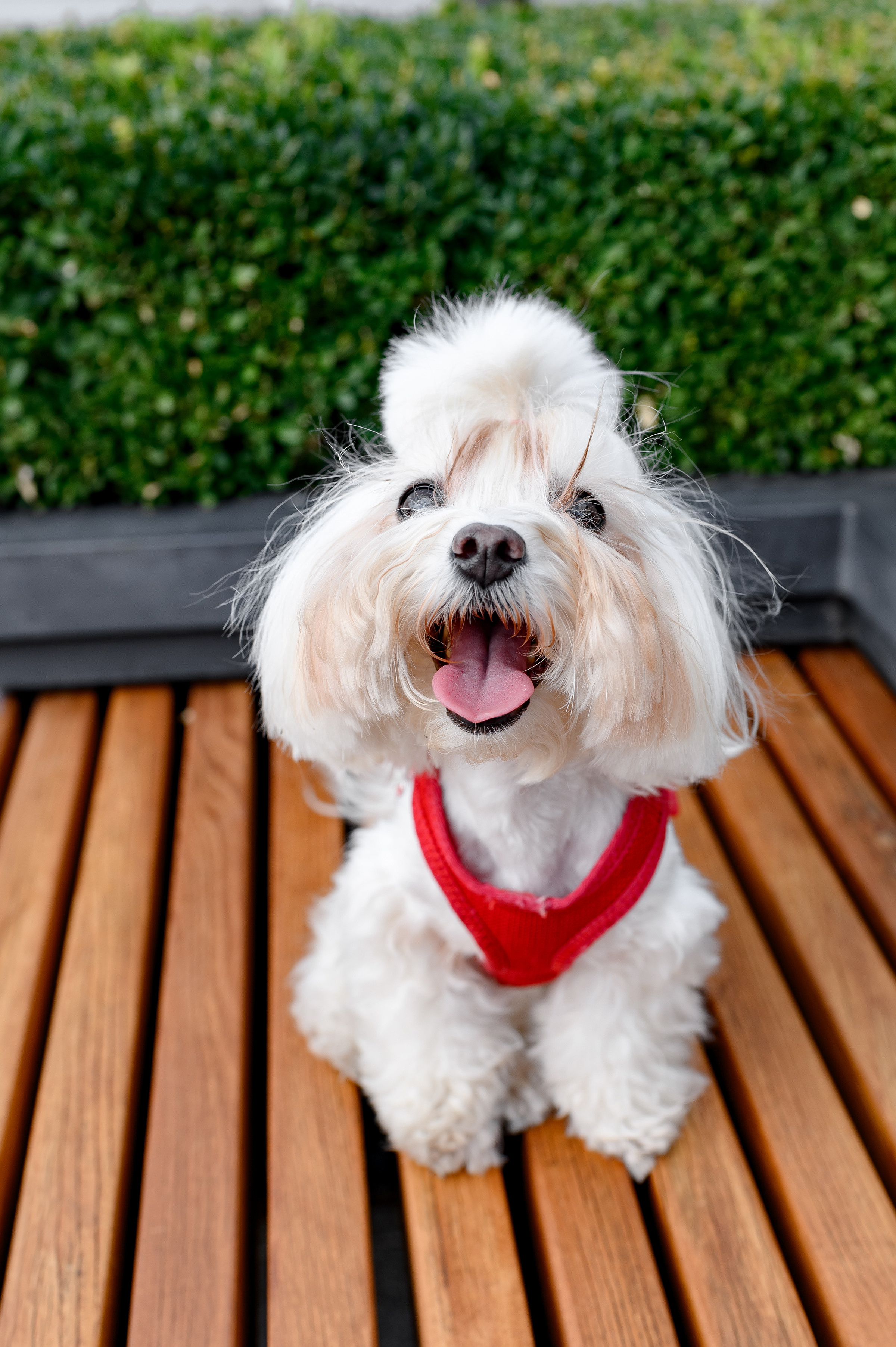 «КРАСА КРАЇНИ». Свадебный и семейный фотограф