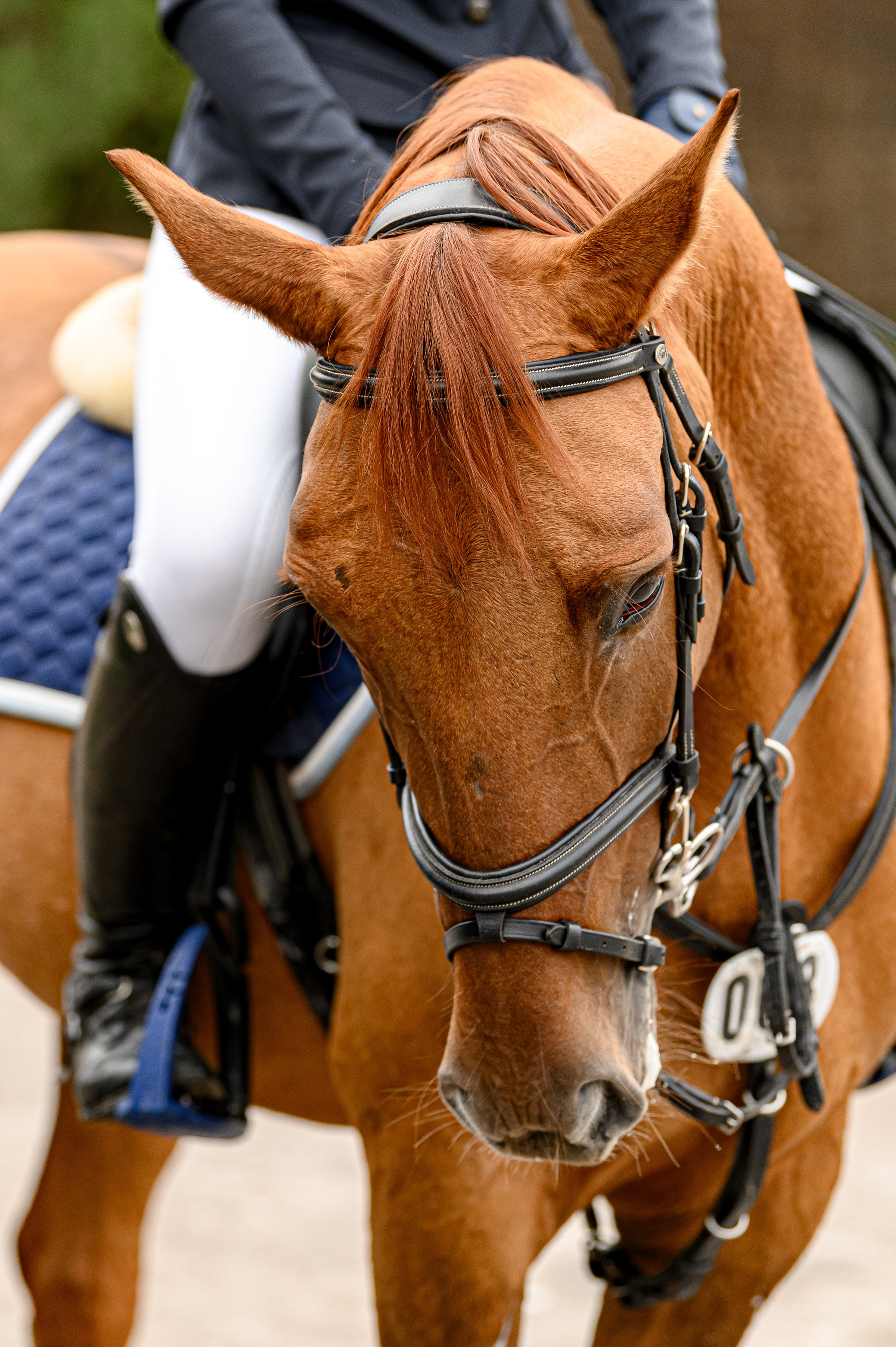 EQUIDES CUP 2023. Свадебный и семейный фотограф