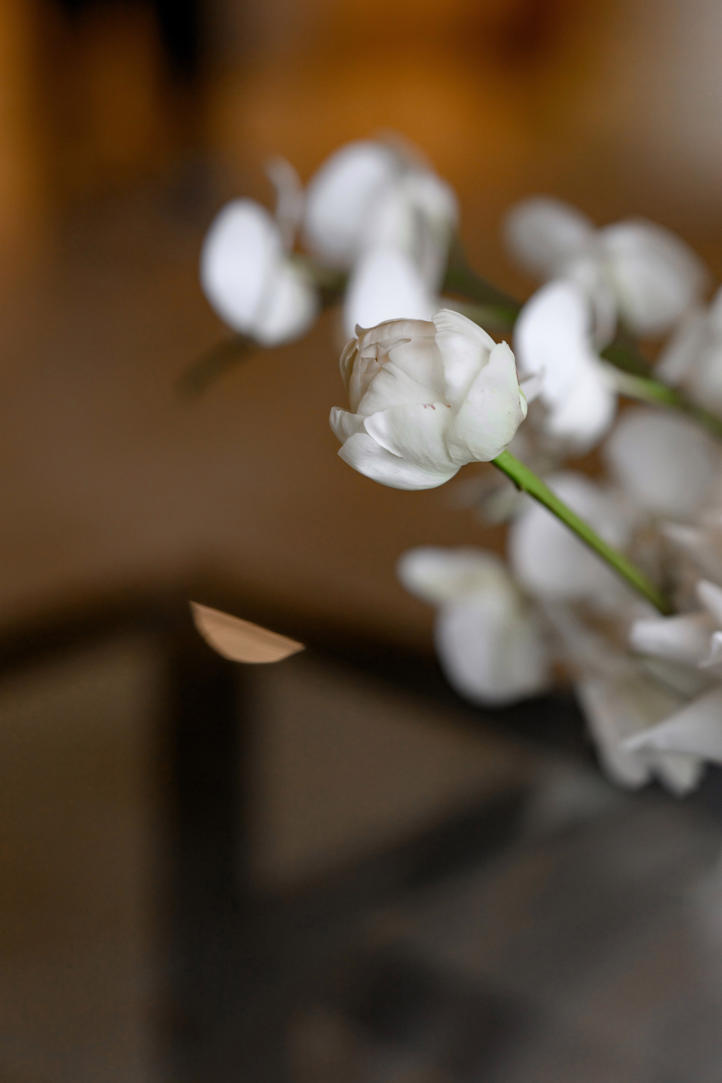 «FREESIA». Свадебный и семейный фотограф