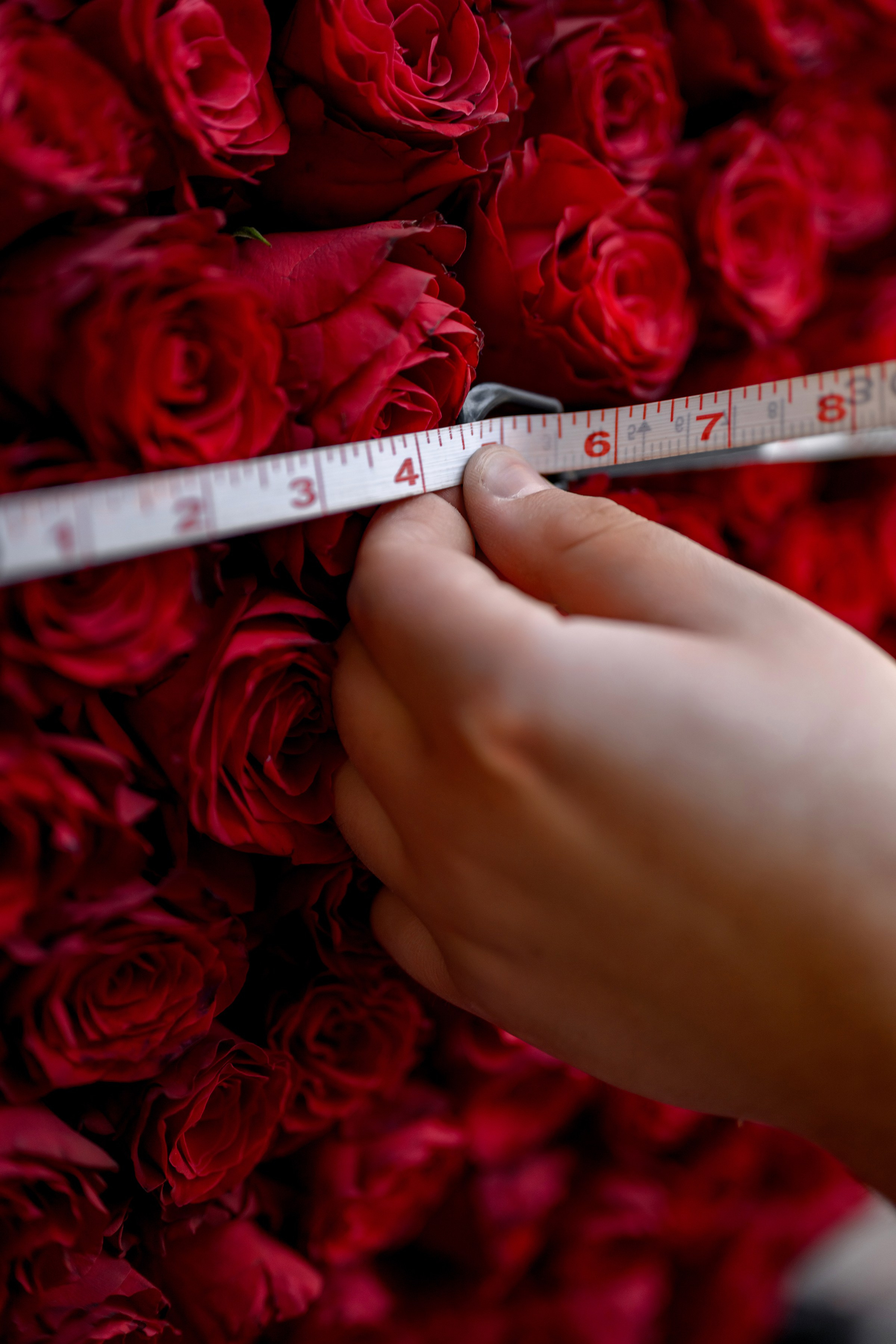 «FREESIA». Свадебный и семейный фотограф