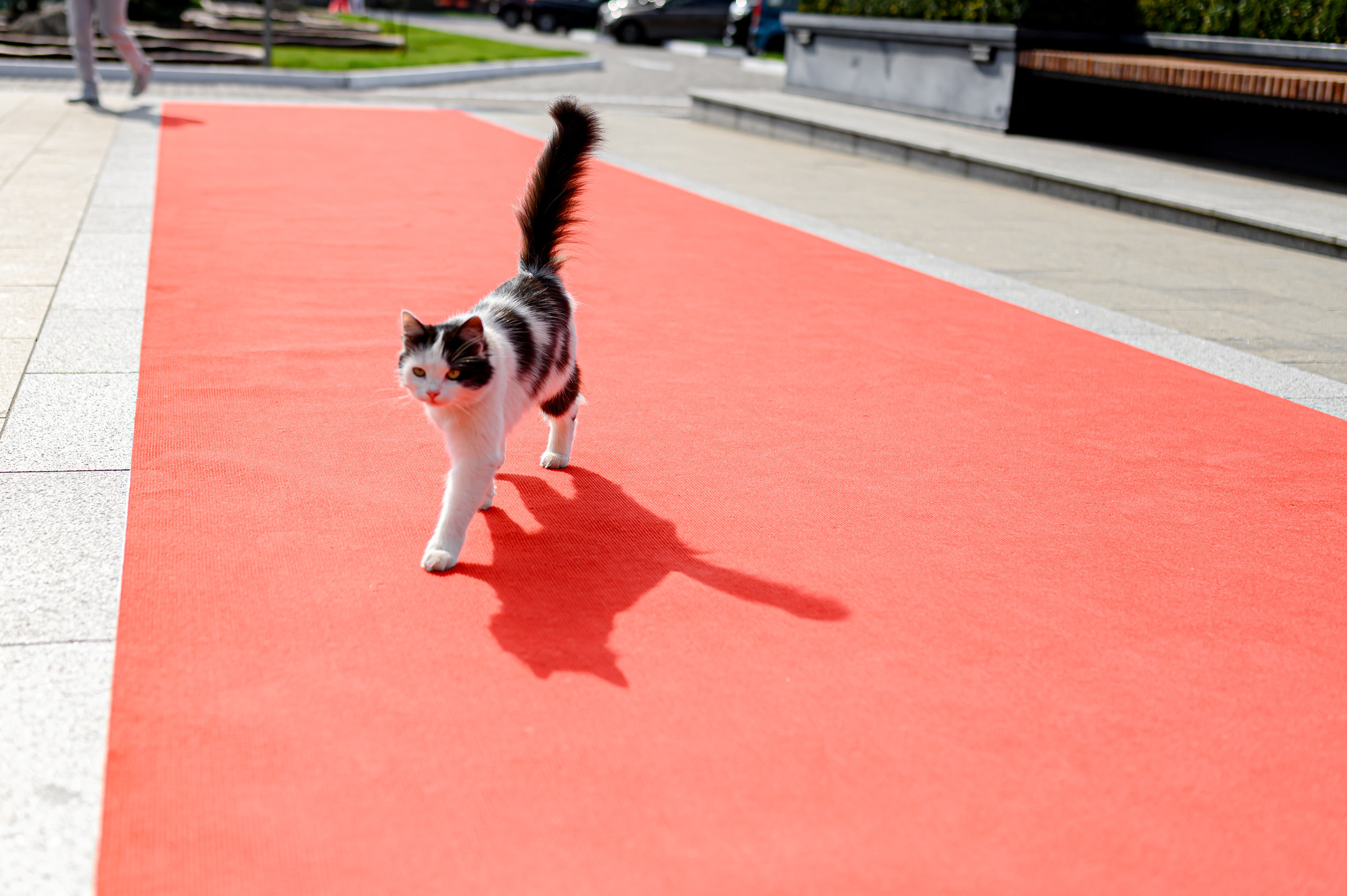 «КРАСА КРАЇНИ». Свадебный и семейный фотограф