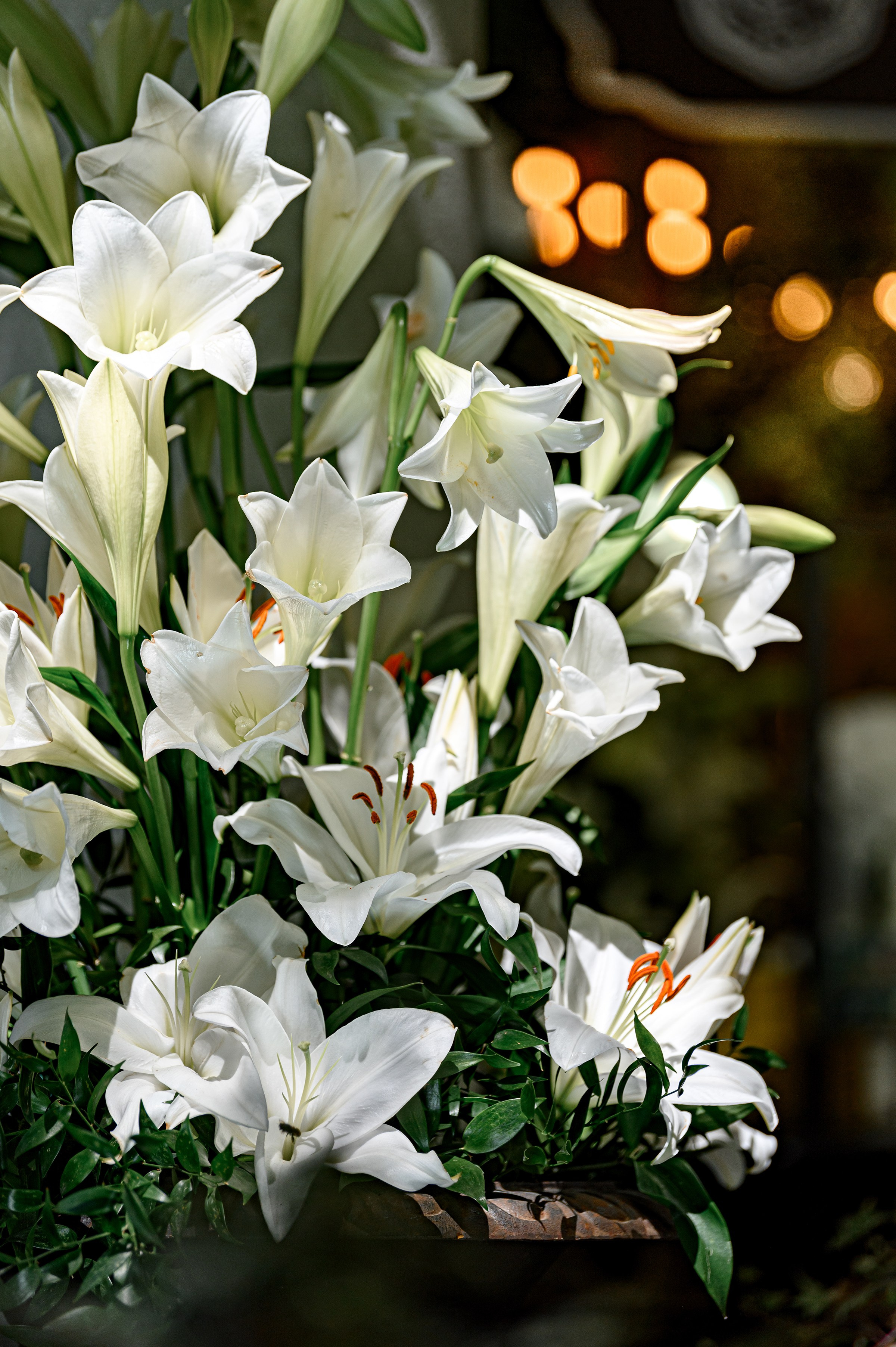 PROJECT ''Klovskysad & Marvis''. Свадебный и семейный фотограф