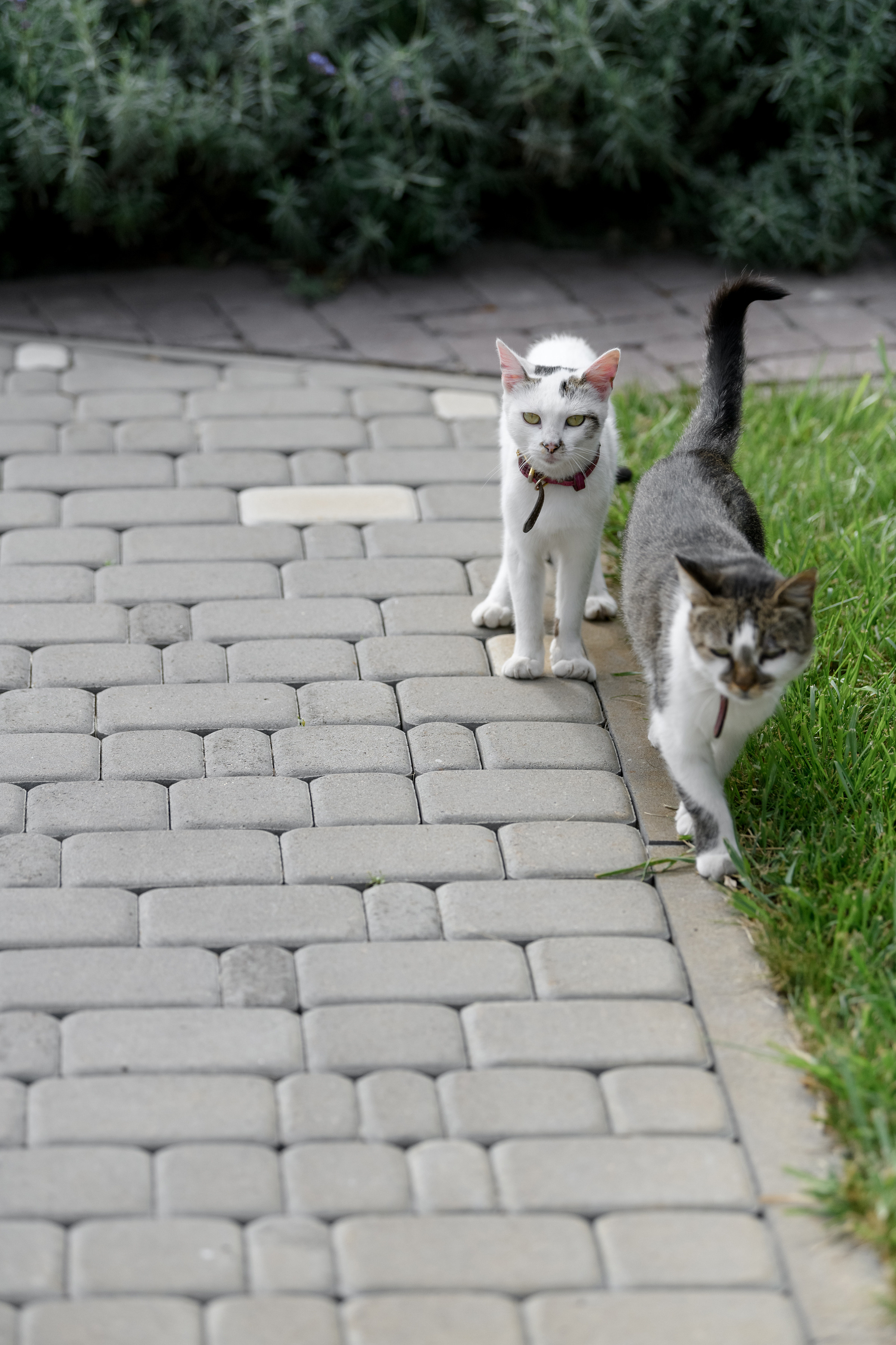 Євген & Анастасія. Свадебный и семейный фотограф