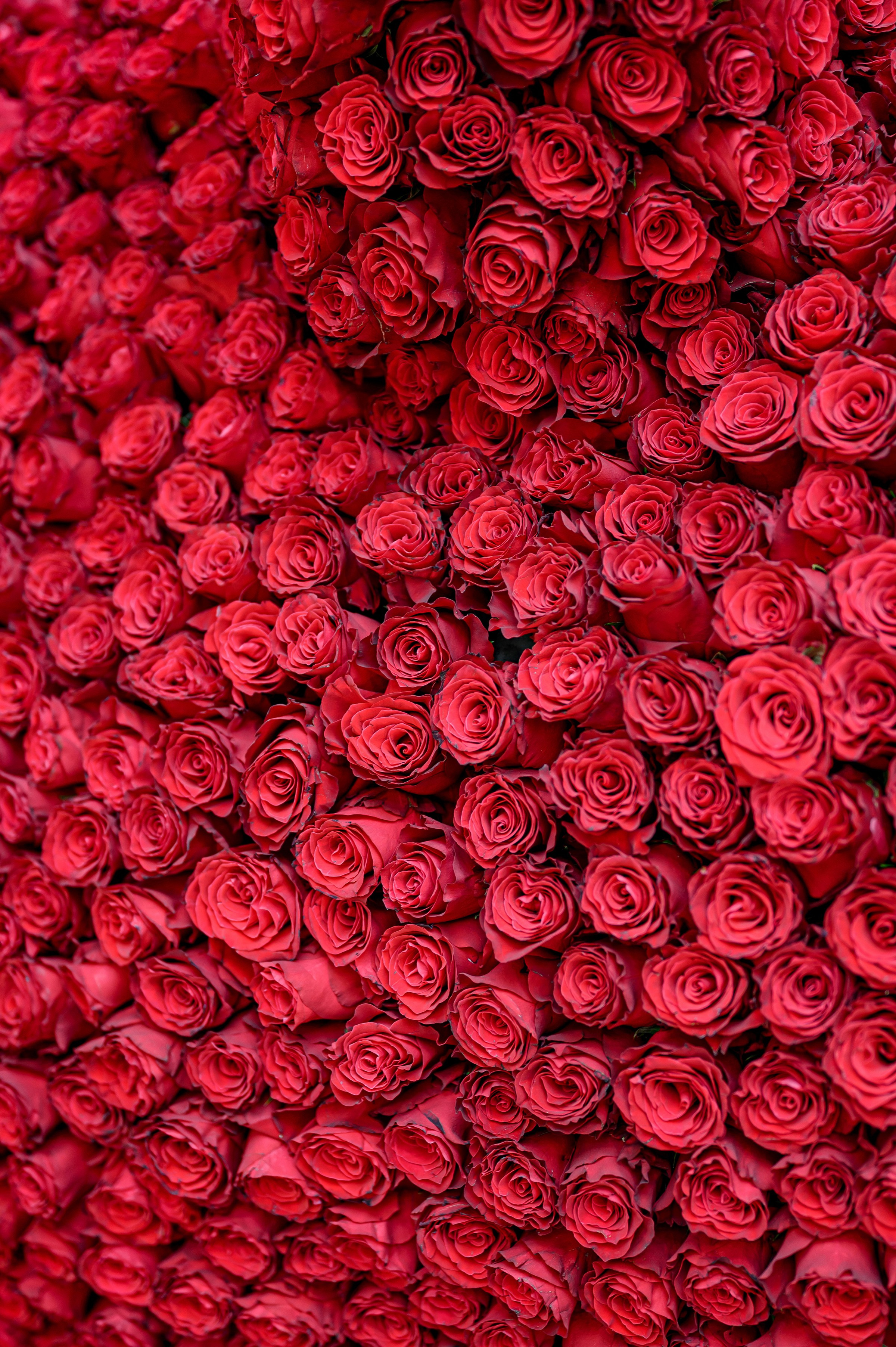 «FREESIA». Свадебный и семейный фотограф