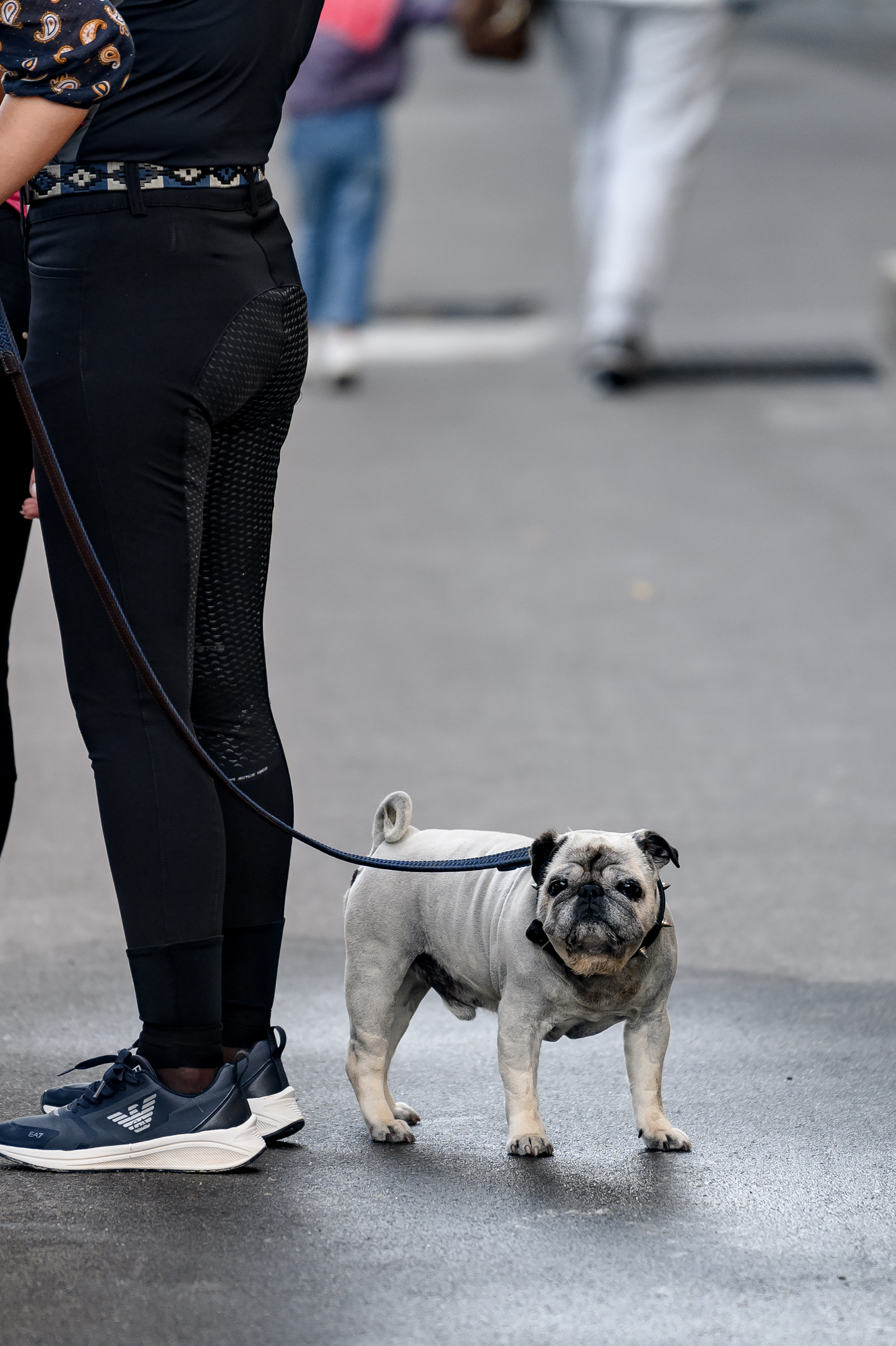 «DRESSAGE EQUIDES CUP 2023». Свадебный и семейный фотограф