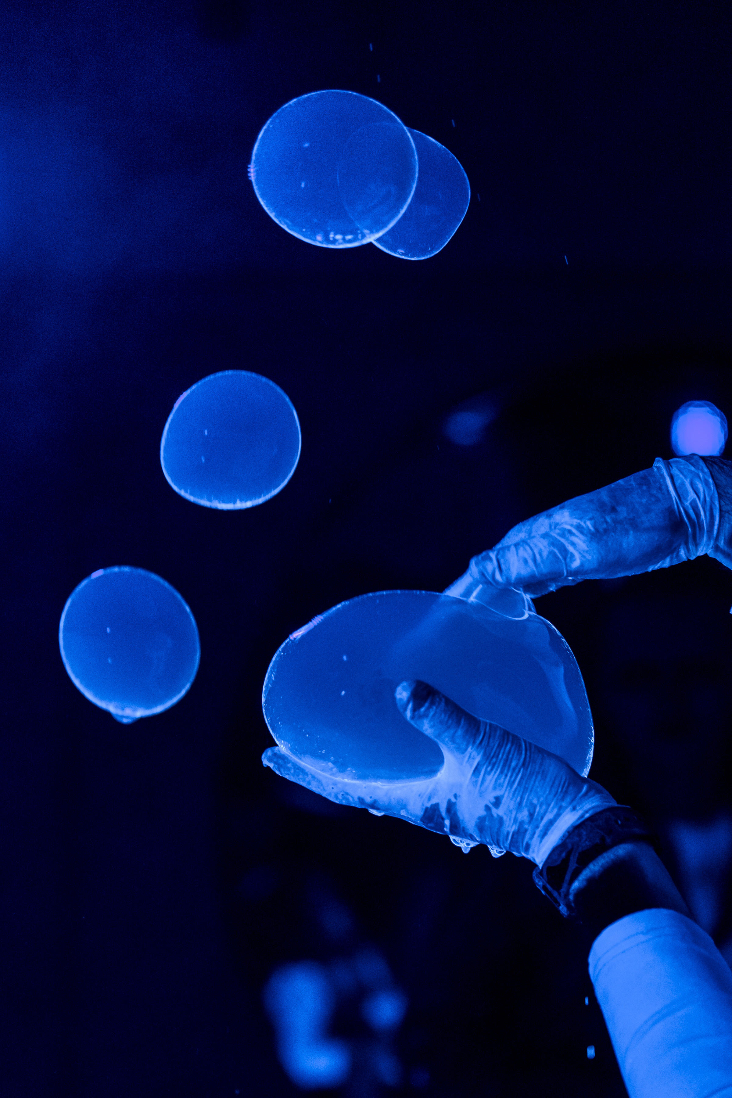 Мілана 4 роки. Свадебный и семейный фотограф