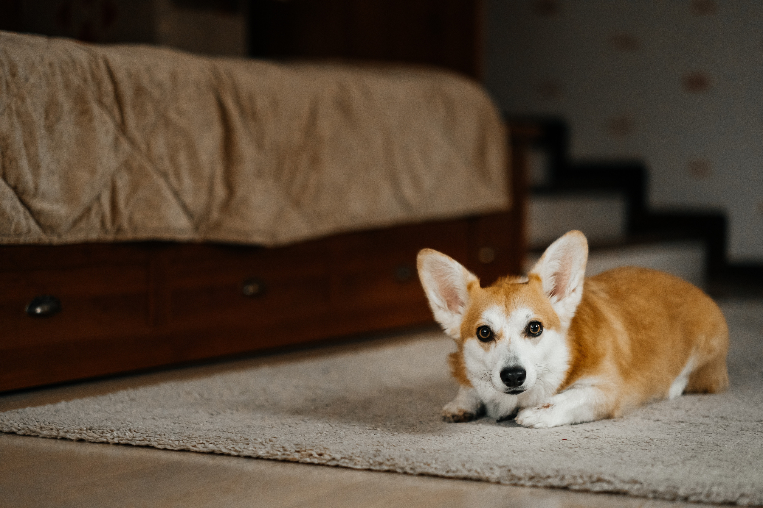 Затишна домашня фотосесія з улюбленцем. Сімейний і портретний фотограф у Києві Проценко Алла