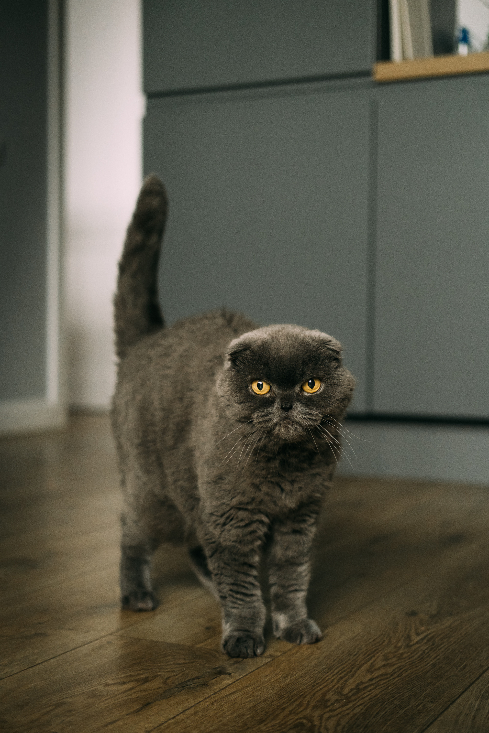 Hello, little!. Сімейний і портретний фотограф у Києві Проценко Алла